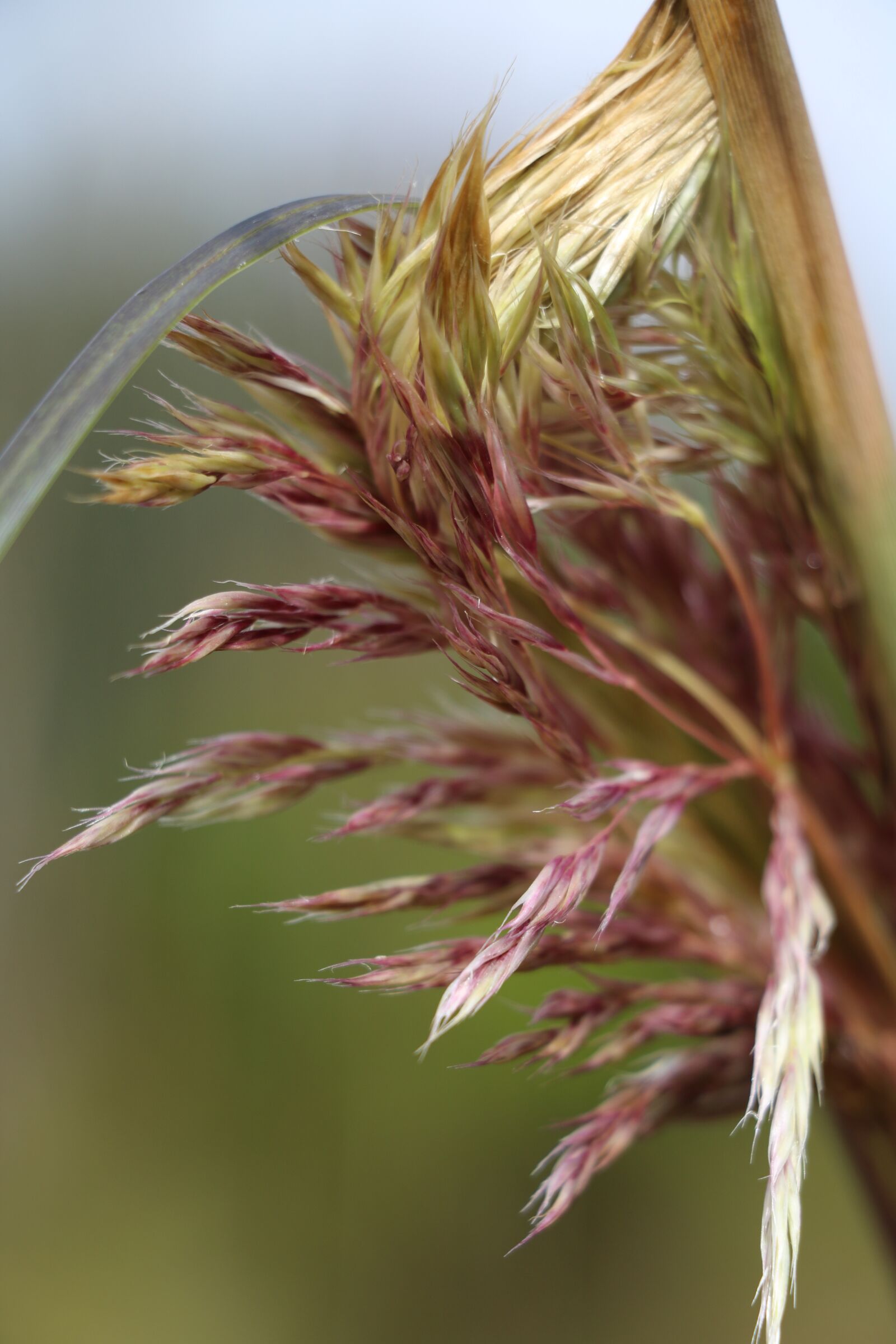 Canon EOS 760D (EOS Rebel T6s / EOS 8000D) sample photo. Leaves, foliage, flower photography
