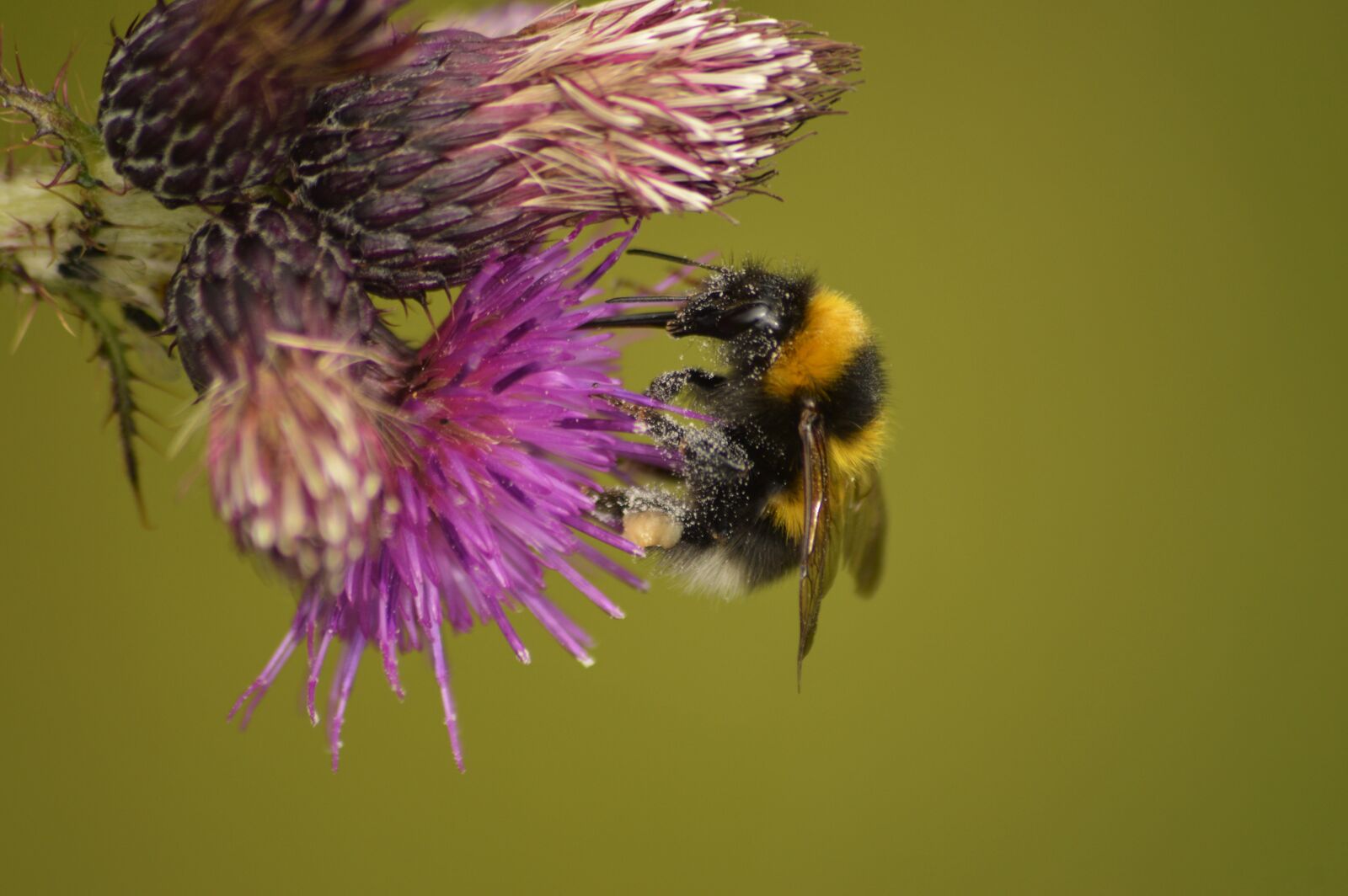 Nikon D3200 sample photo. Bumblebee, nature, wildlife photography