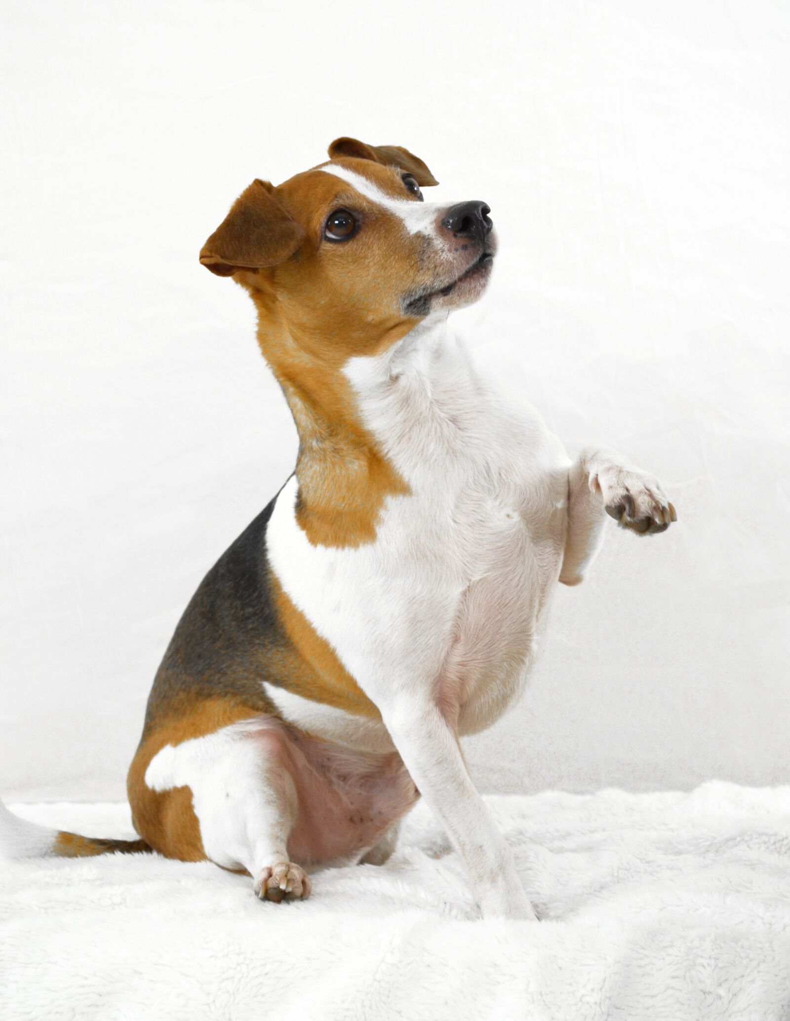 Nikon D5100 sample photo. Dog, terrier, pet photography