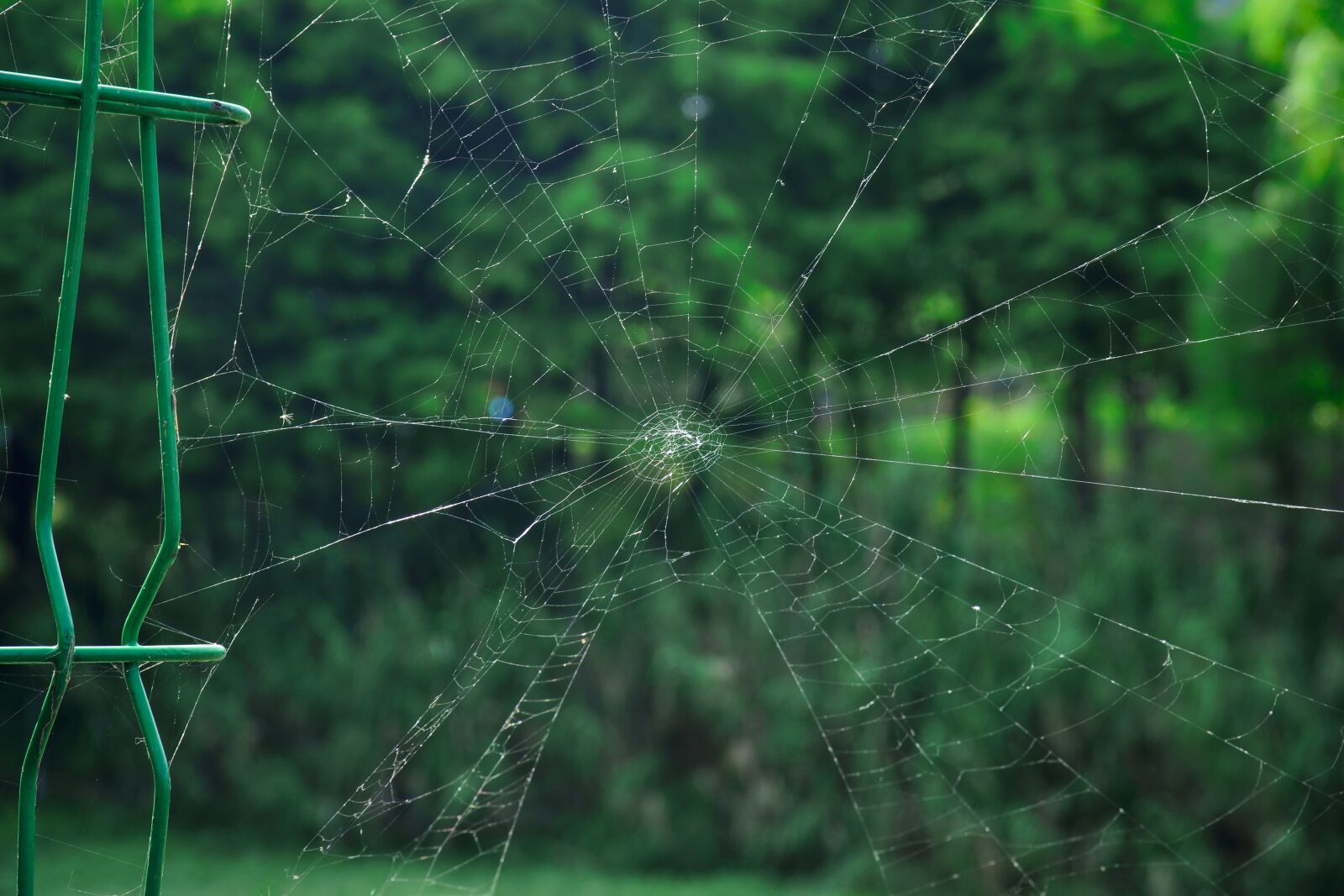 Sony a99 II sample photo. A spider's web, park photography
