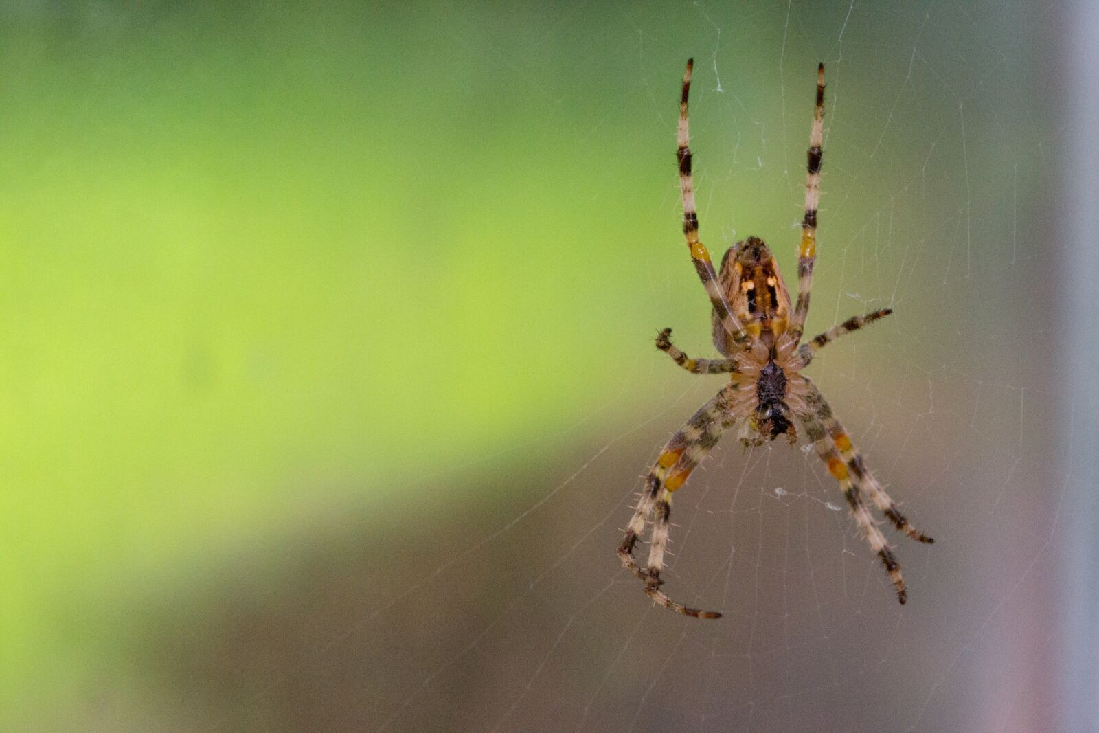 Nikon D3100 sample photo. Spider, web, close up photography
