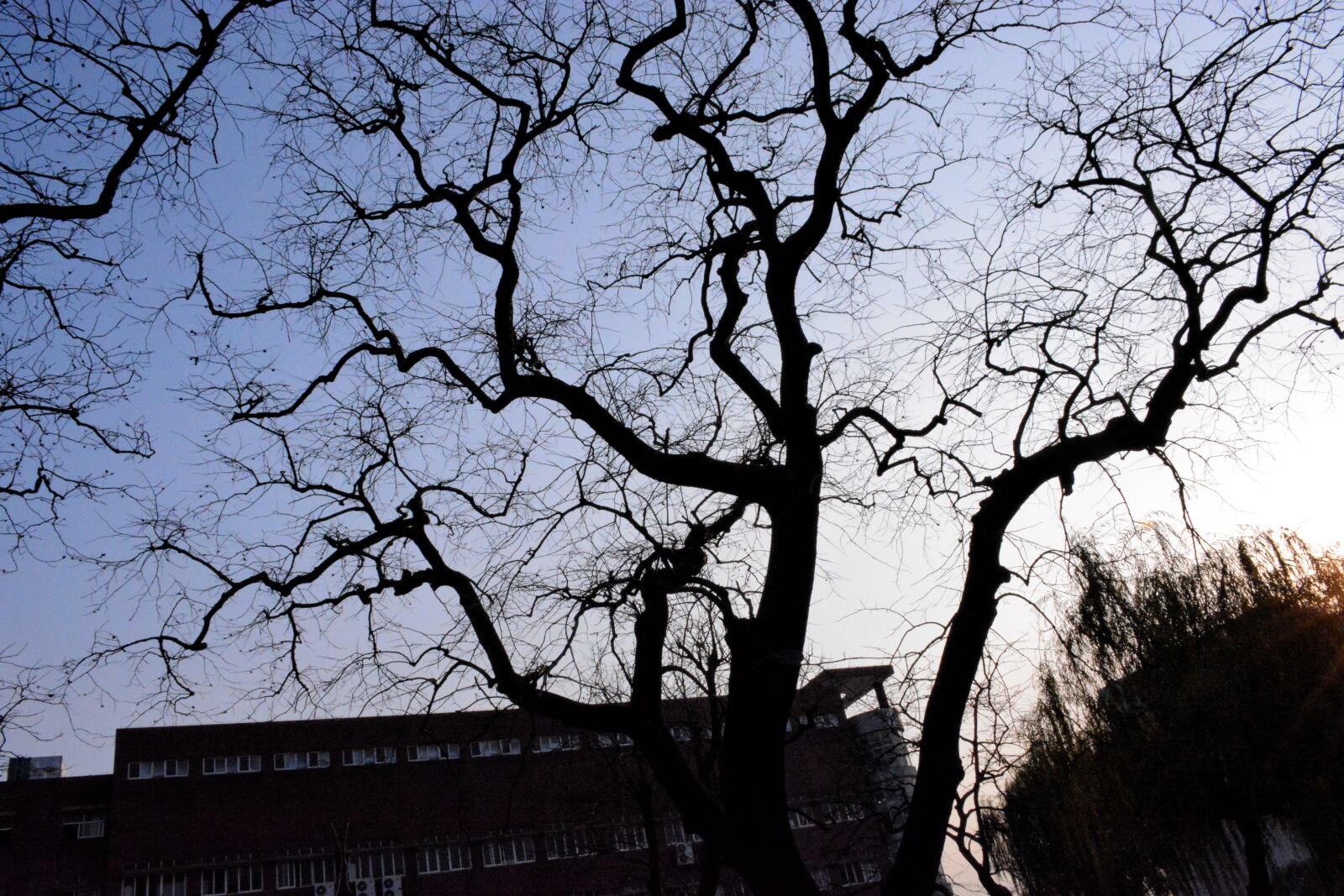 Nikon D7100 sample photo. Tree, twilight, gradient photography