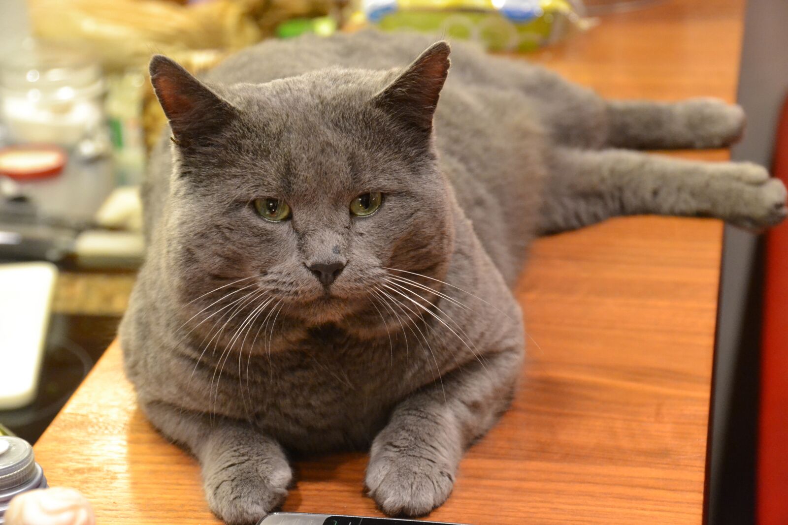 Nikon D3100 sample photo. Cat, domestic cat, pet photography