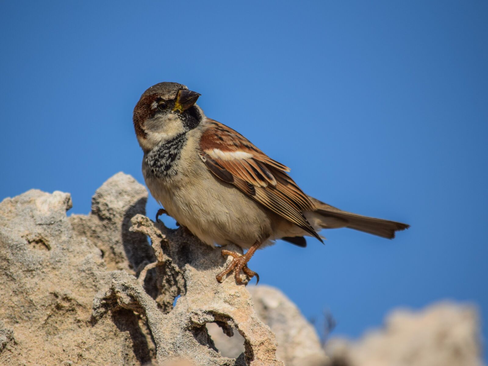 Nikon D3300 sample photo. Sparrow, bird, nature photography