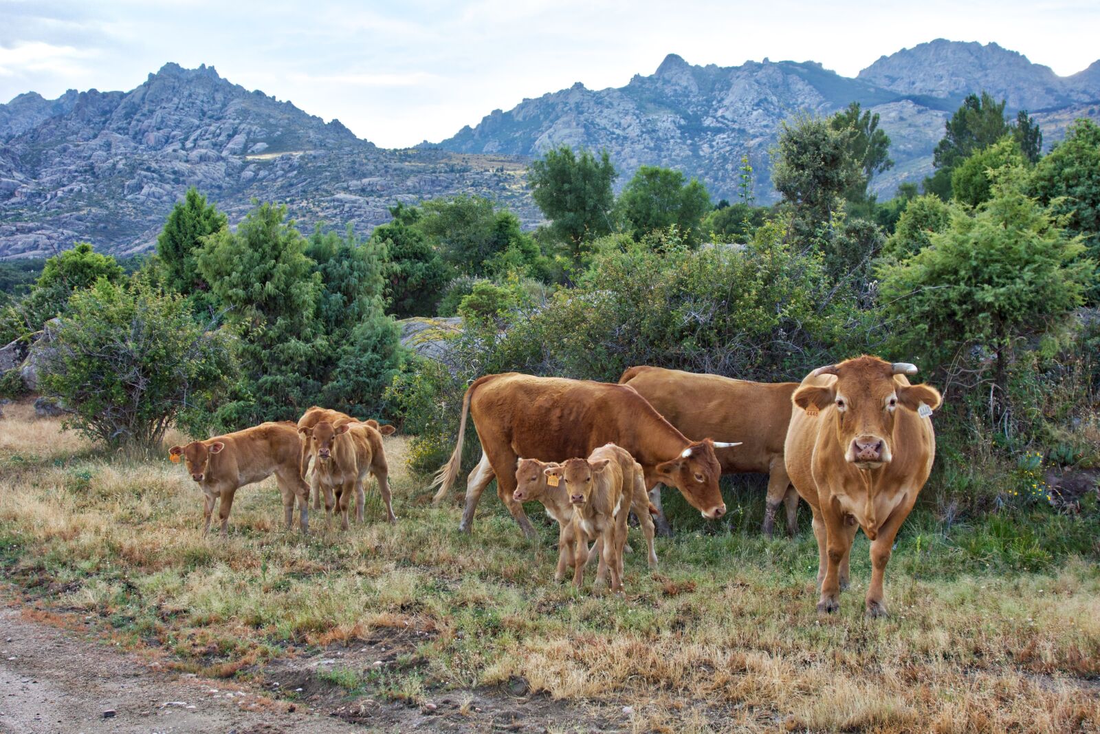 Sony Cyber-shot DSC-RX100 sample photo. Cows, landscape, field photography