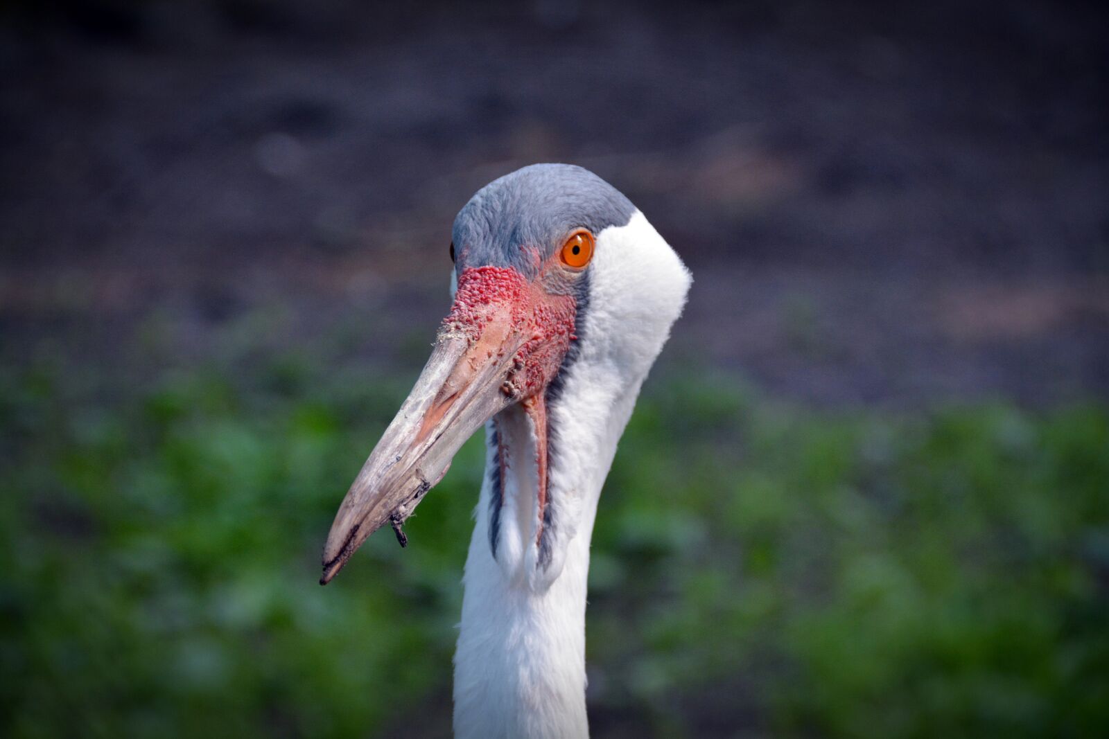 Nikon D5200 sample photo. Wattled crane, crane, bird photography