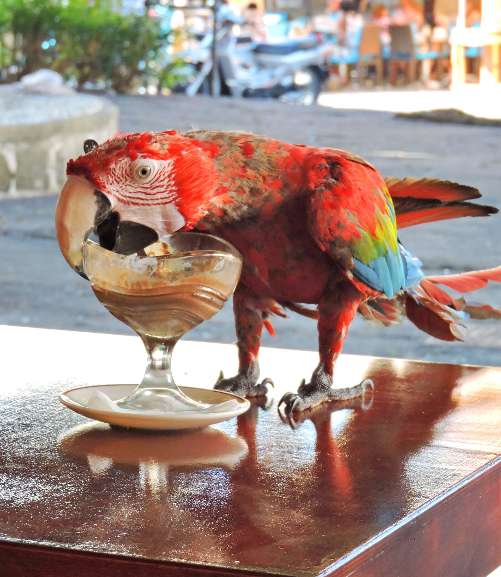 Nikon Coolpix P600 sample photo. Rhodes, bird photography