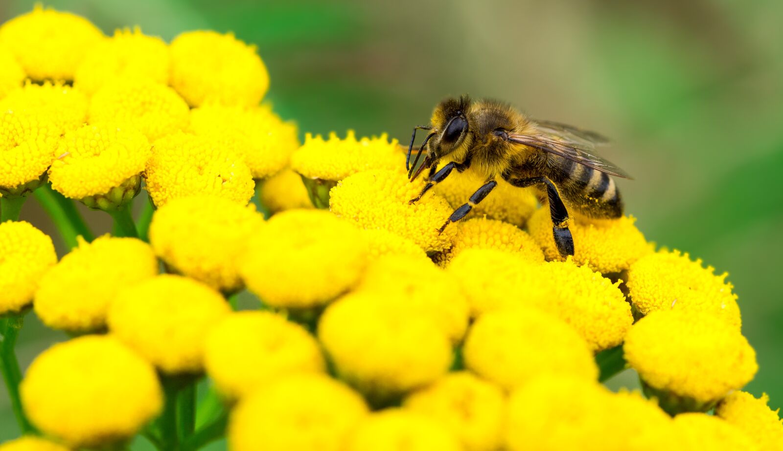 Olympus M.Zuiko Digital ED 60mm F2.8 Macro sample photo. Insect, bee, pollination photography