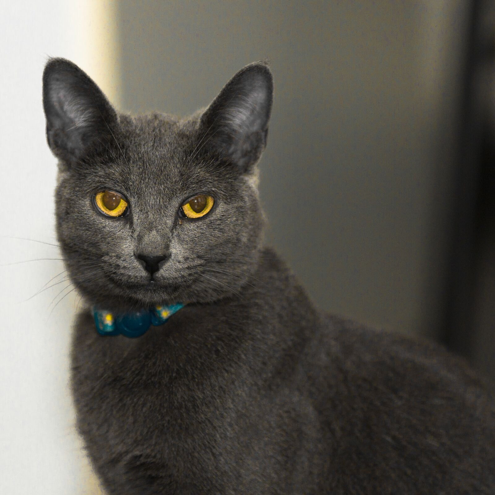 Canon EOS 5D Mark III sample photo. Cat, animal, kitten photography