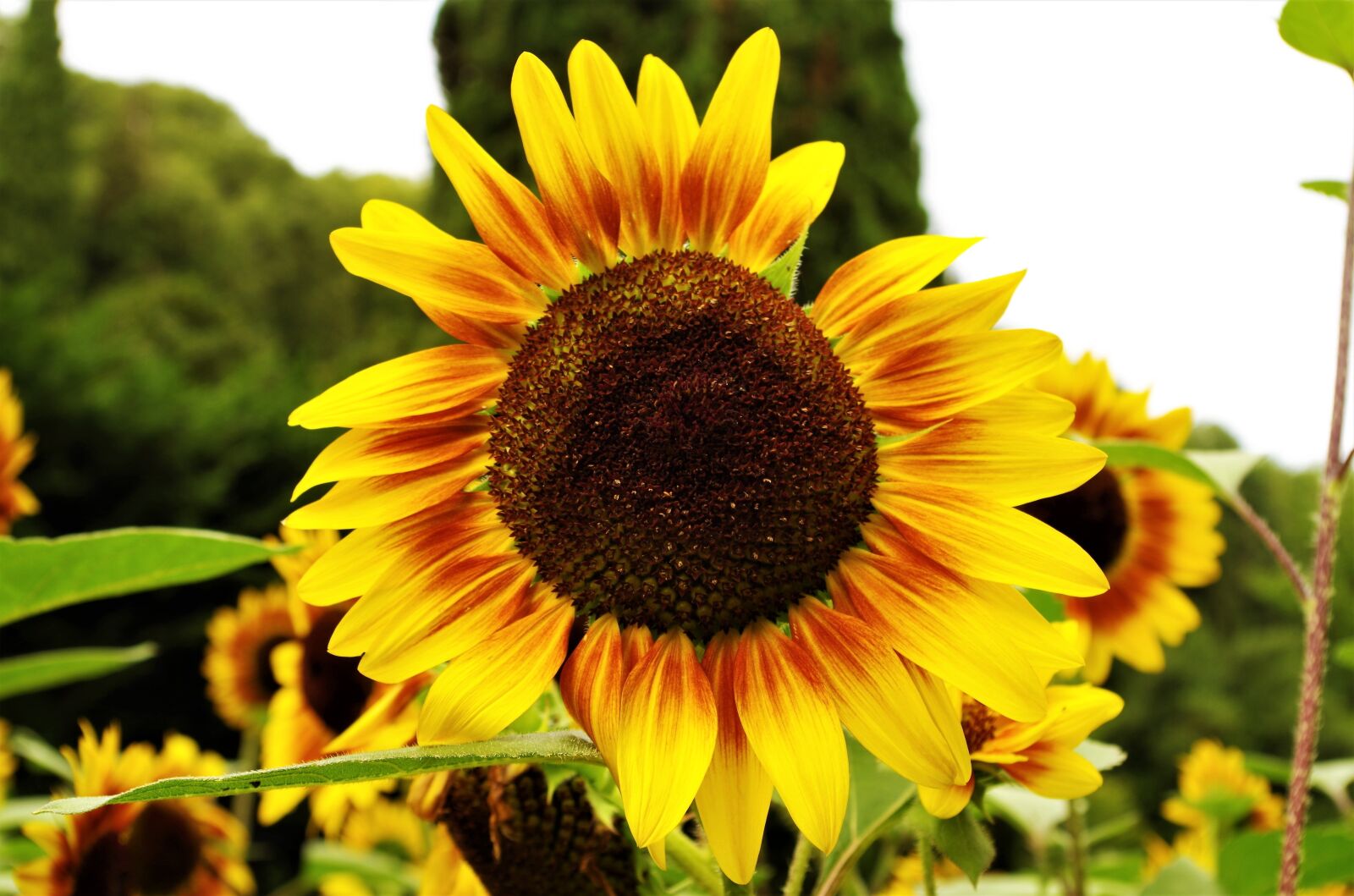 Pentax K-50 sample photo. Flower, sunflower, yellow photography