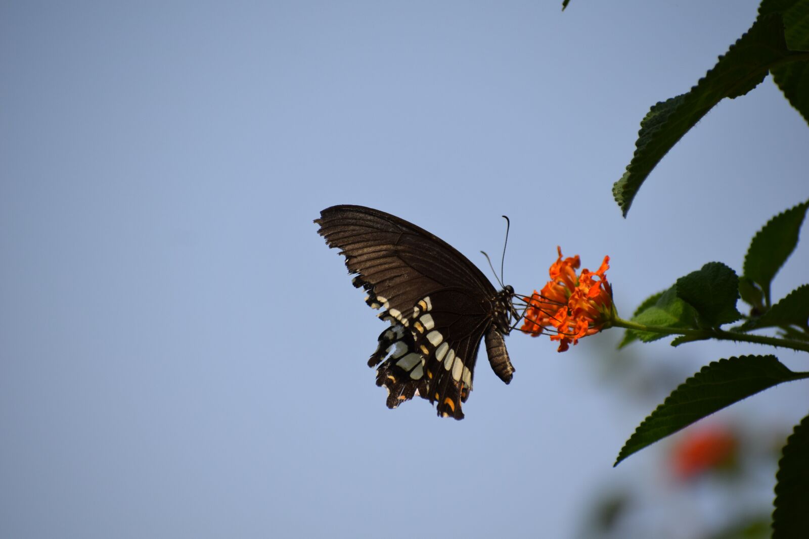 Nikon D3300 sample photo. Butterfly, flower, nature photography