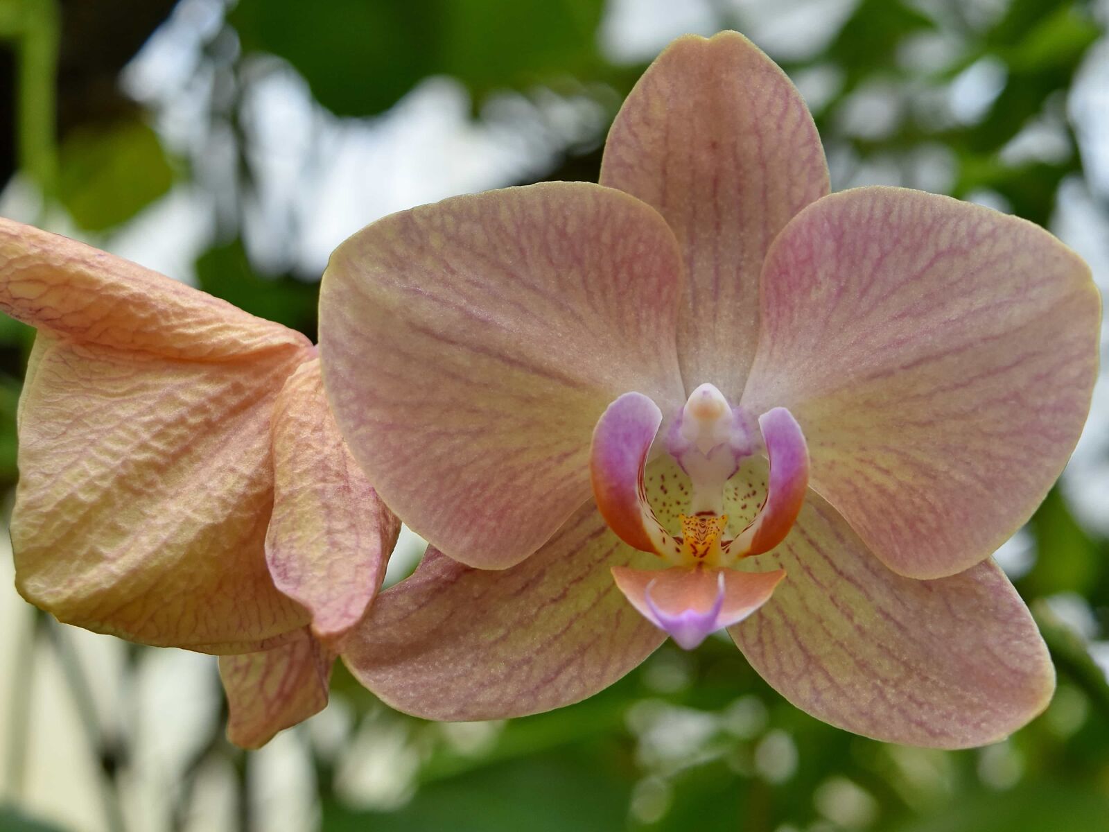 Nikon D5500 sample photo. Orchid, nature, garden, shrub photography