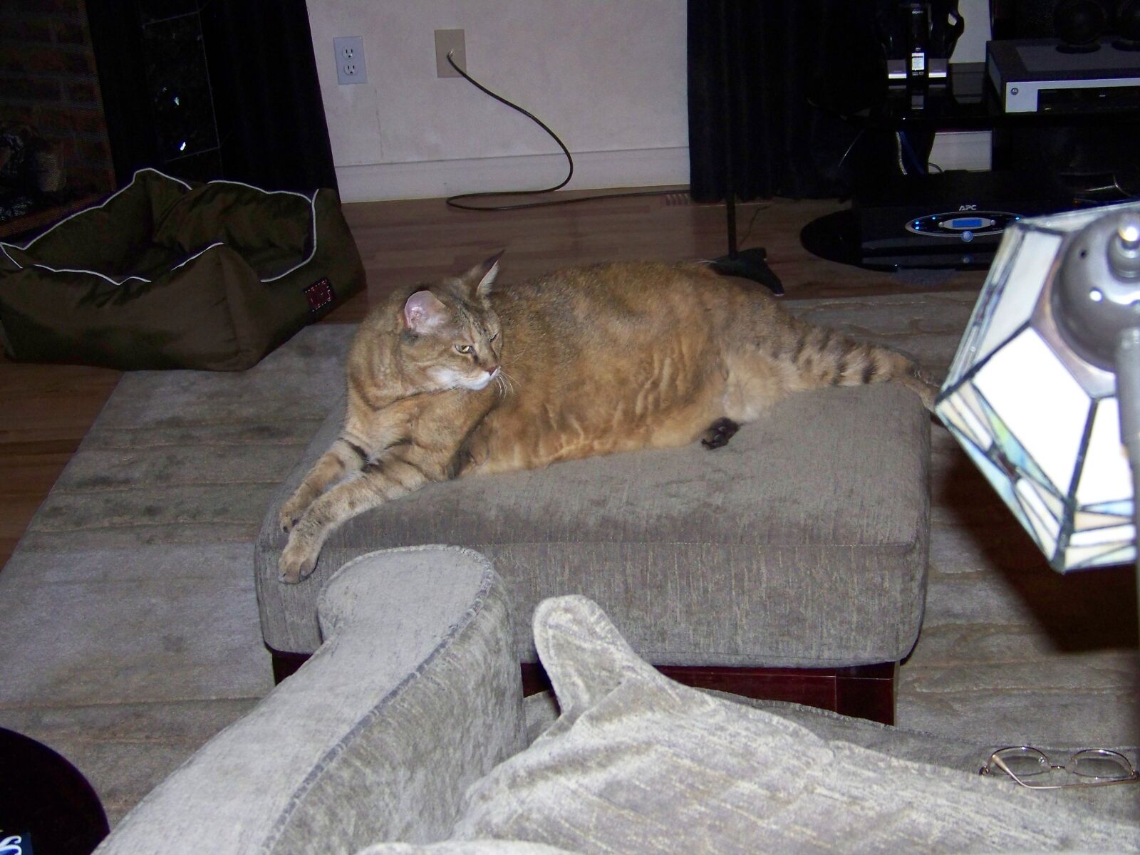 Kodak Z712 IS ZOOM DIGITAL CAMERA sample photo. Large, cat, african wildcat photography