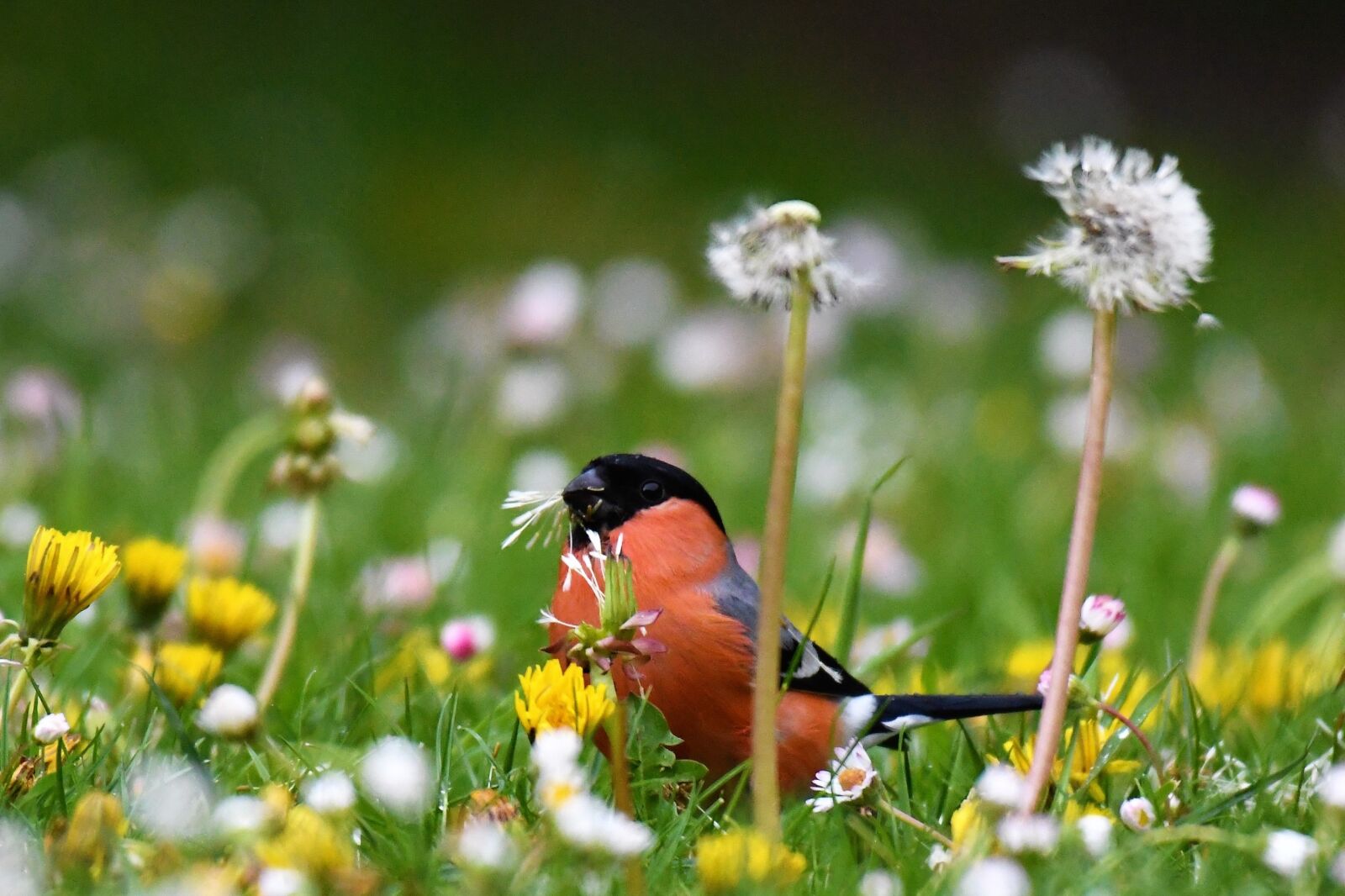 Nikon D500 sample photo. Bullfinch, food, eat photography