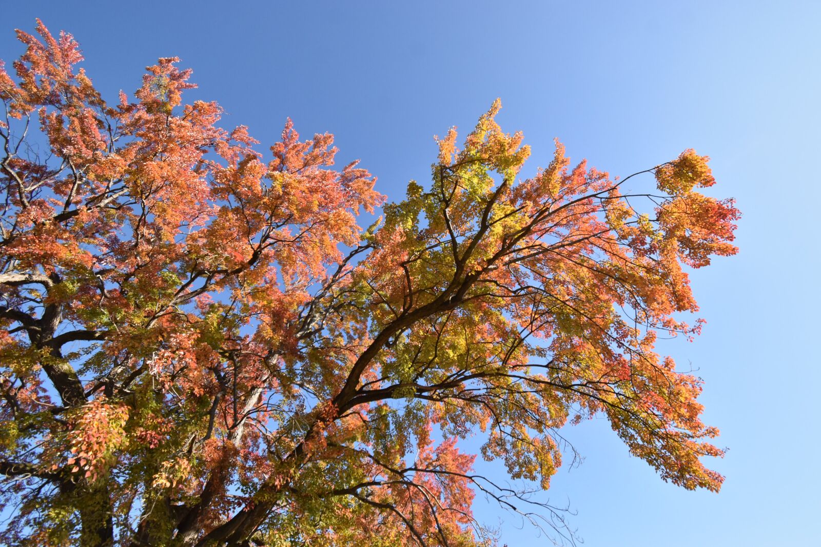 Nikon D3500 sample photo. Autumn, leaves, forest photography