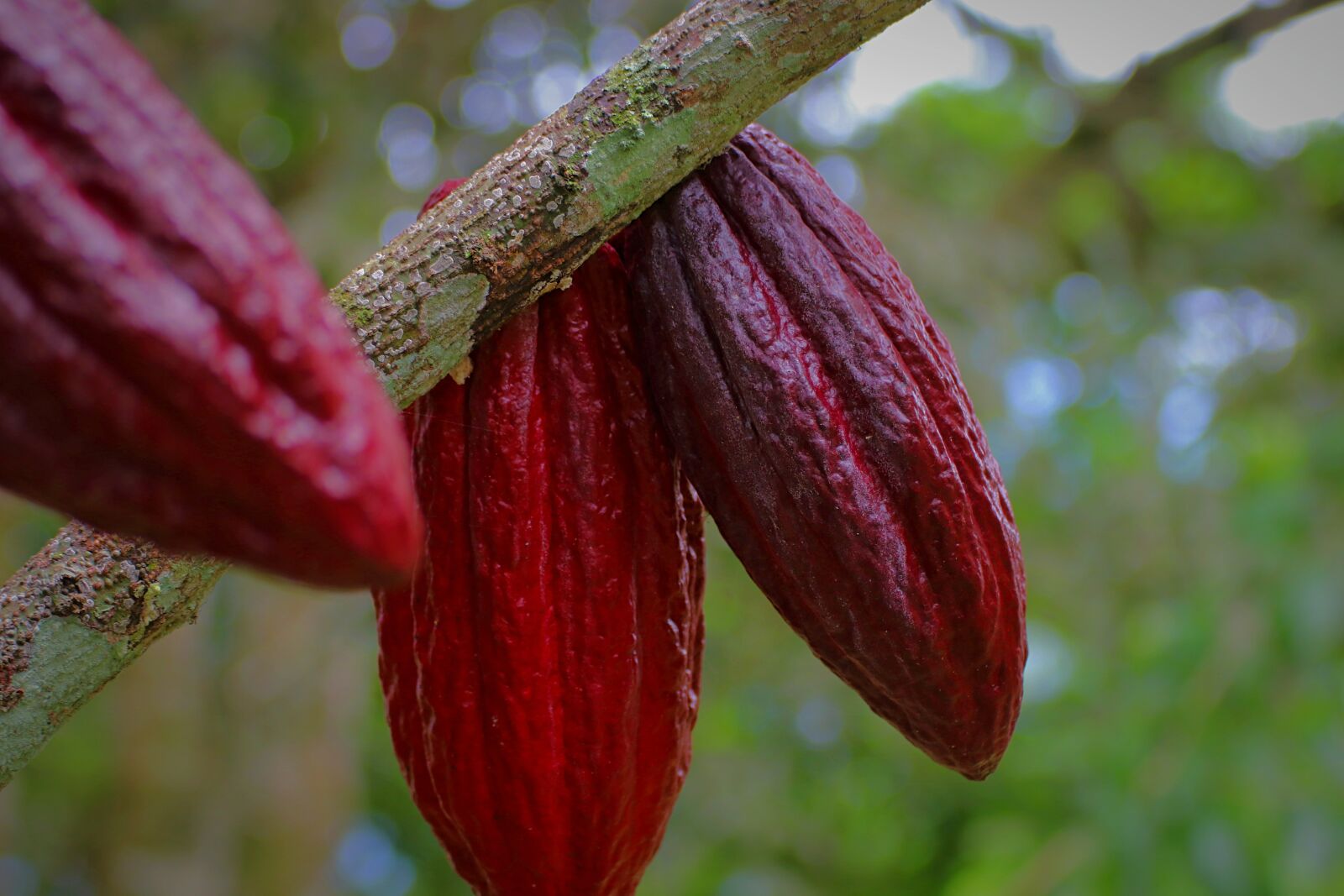 Canon EOS 80D sample photo. Cacao pod, cacao fruit photography