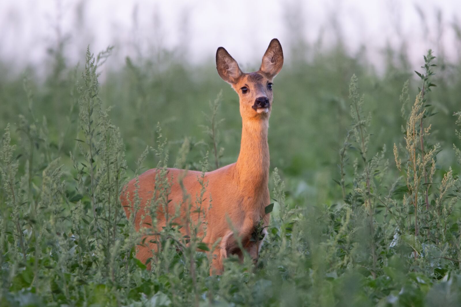 Nikon D7200 sample photo. Doe, summer, wild photography