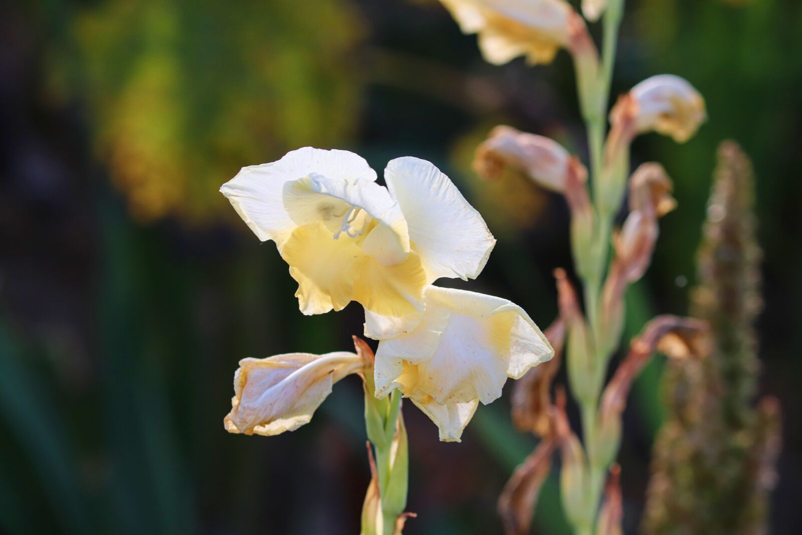 Canon EOS 200D (EOS Rebel SL2 / EOS Kiss X9) sample photo. Gladiolus, sword flower, butterfly photography