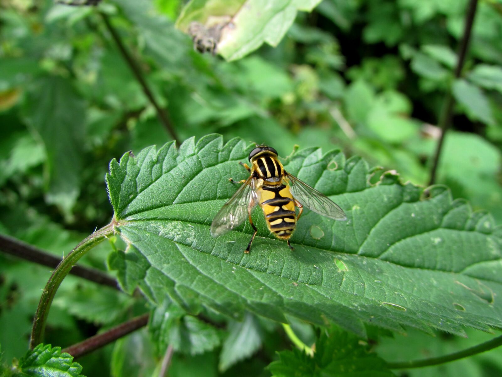 Canon PowerShot SX500 IS sample photo. Hoverfly, forest campestris, insect photography