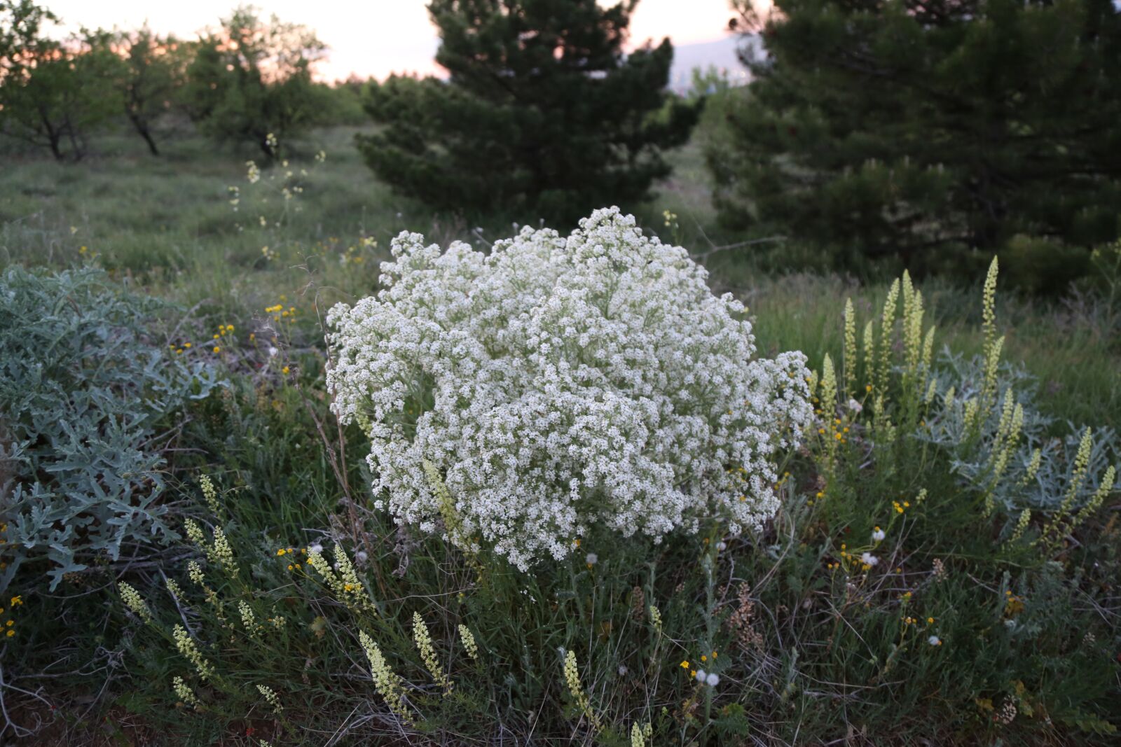 Canon EF 24-105mm F4L IS USM sample photo. Flower, nature, plant photography