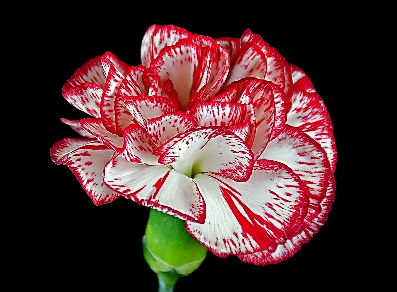 Nikon D5500 sample photo. Carnation, love, flower photography