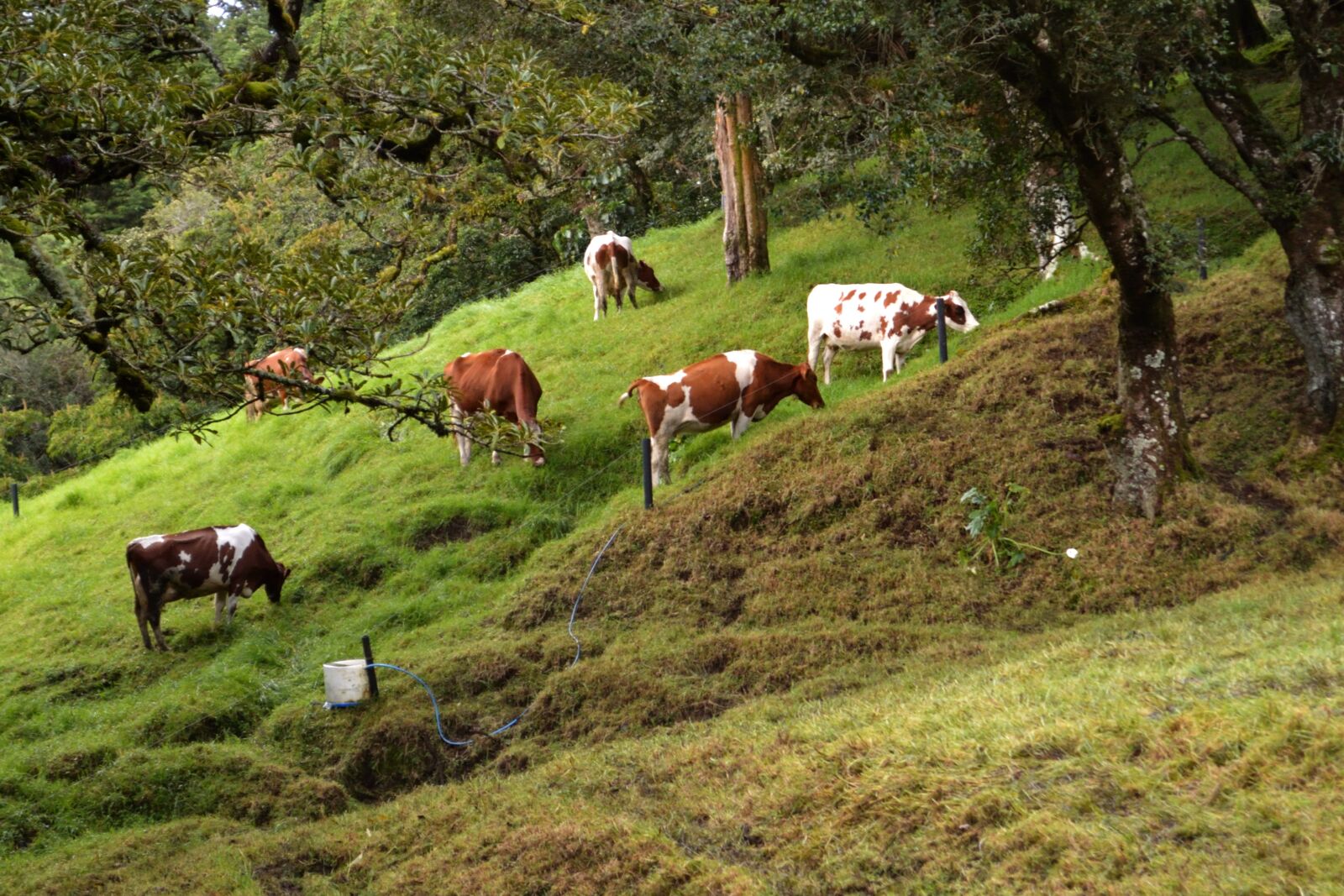 Nikon D3200 sample photo. Prado, cows, livestock photography