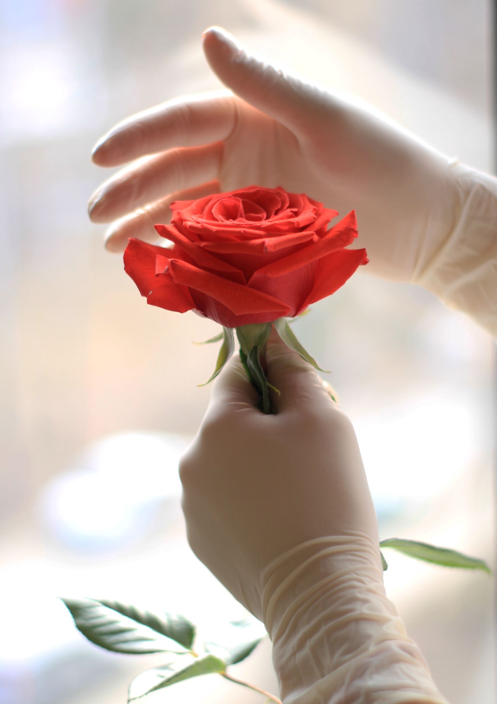 Canon EOS 1200D (EOS Rebel T5 / EOS Kiss X70 / EOS Hi) sample photo. Doctor, medical gloves, rose photography