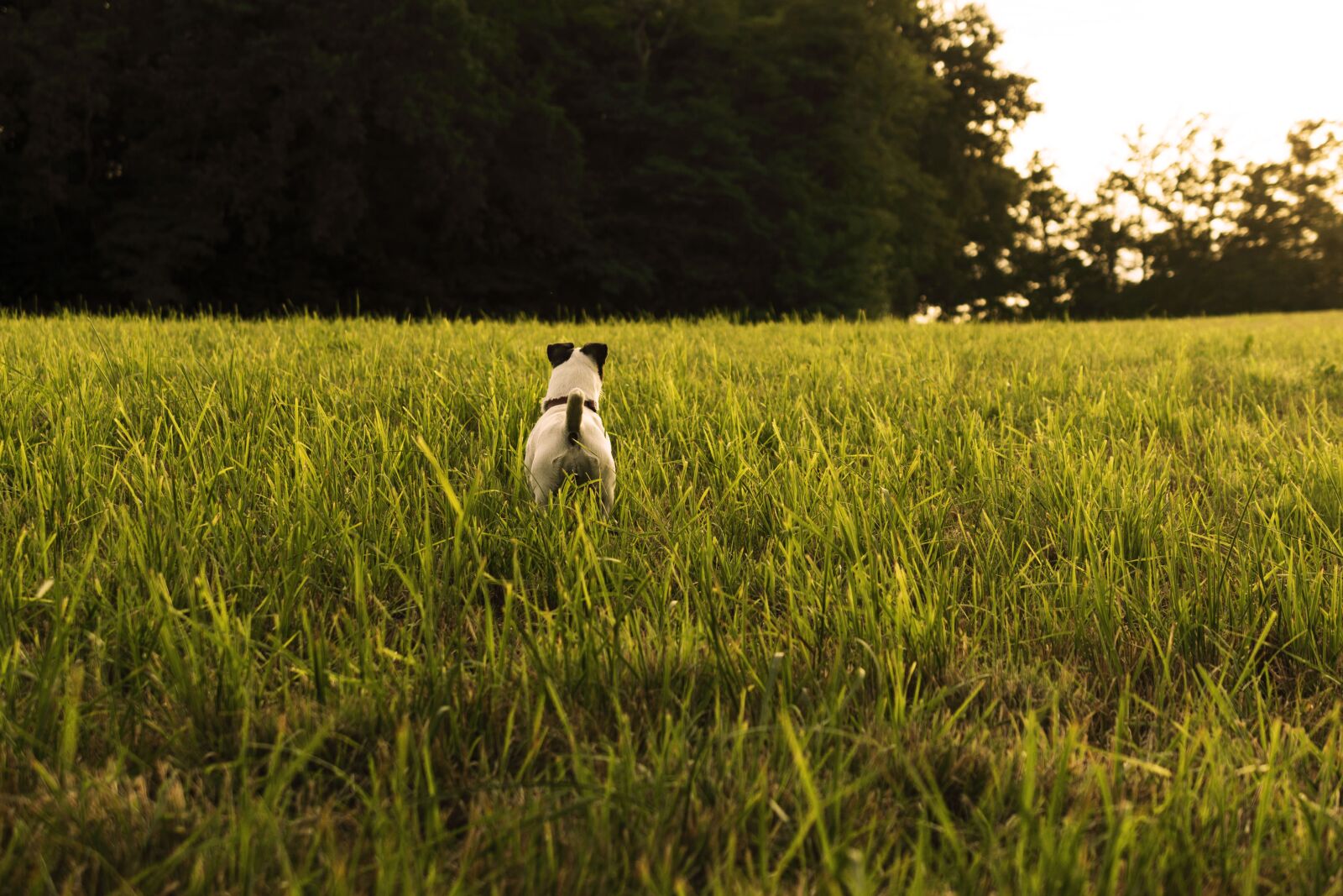 Nikon D5600 sample photo. Jack russel, dog, hunting photography