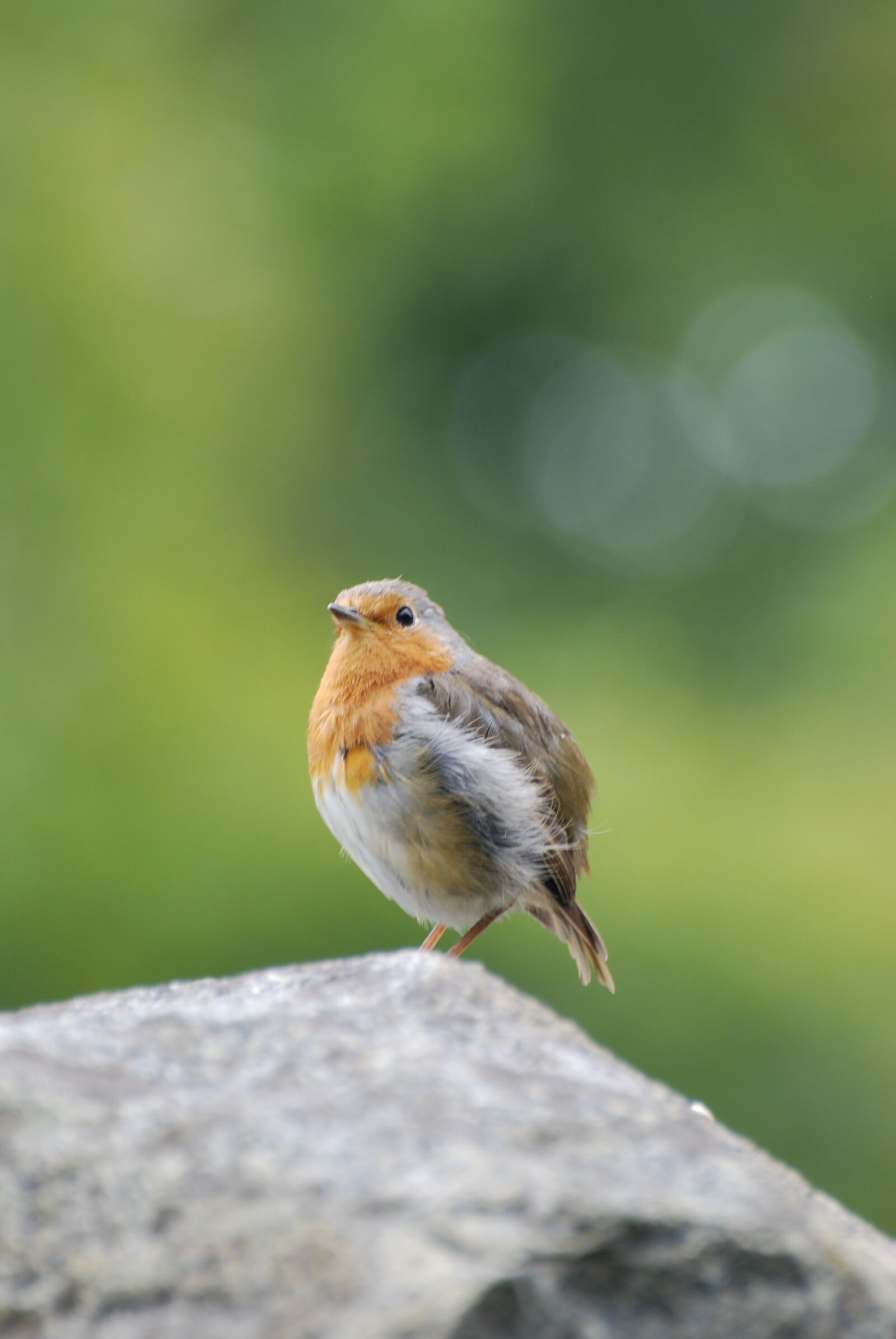 Nikon D80 sample photo. Robin, fledgling, rock photography