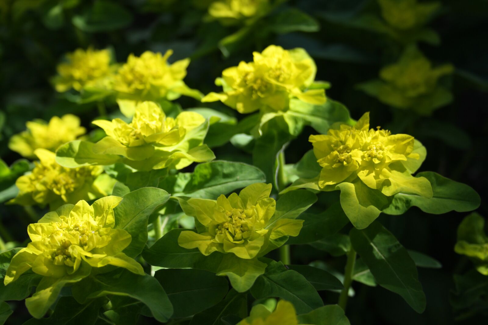 Canon EOS 1000D (EOS Digital Rebel XS / EOS Kiss F) sample photo. Plant, flower, garden photography
