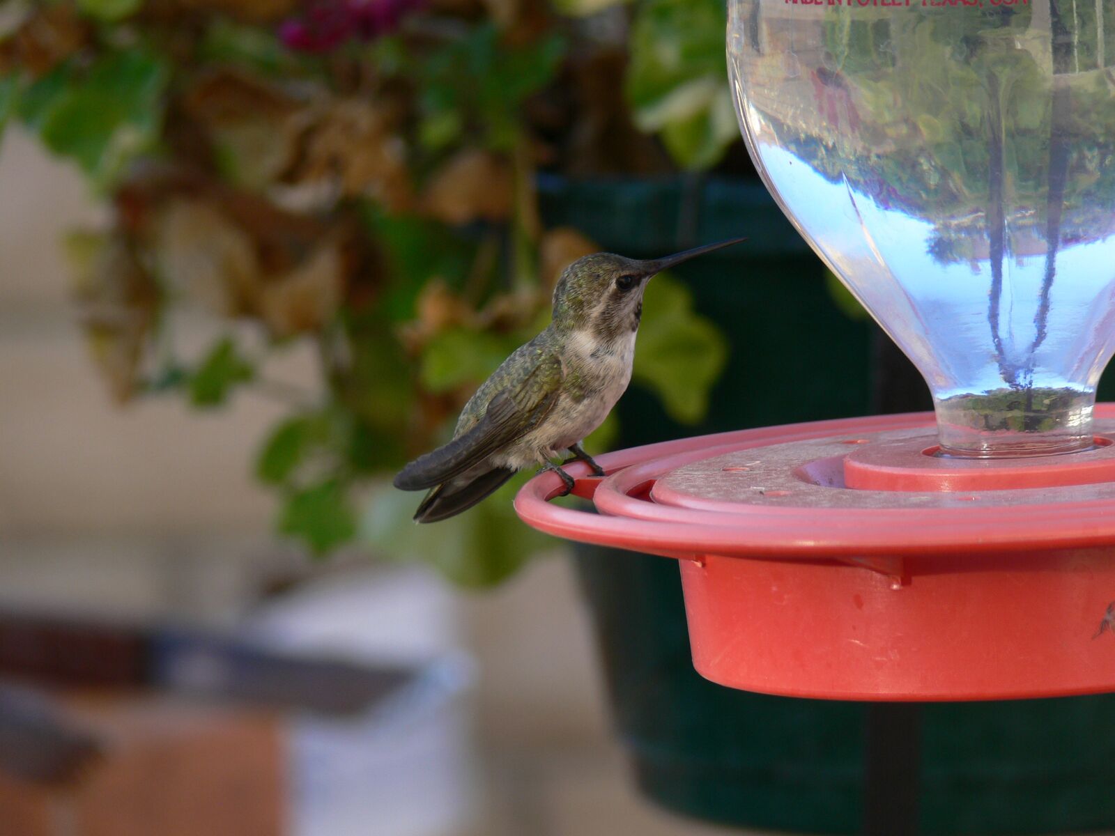 Panasonic DMC-FZ30 sample photo. Hummingbird, nature, wildlife photography