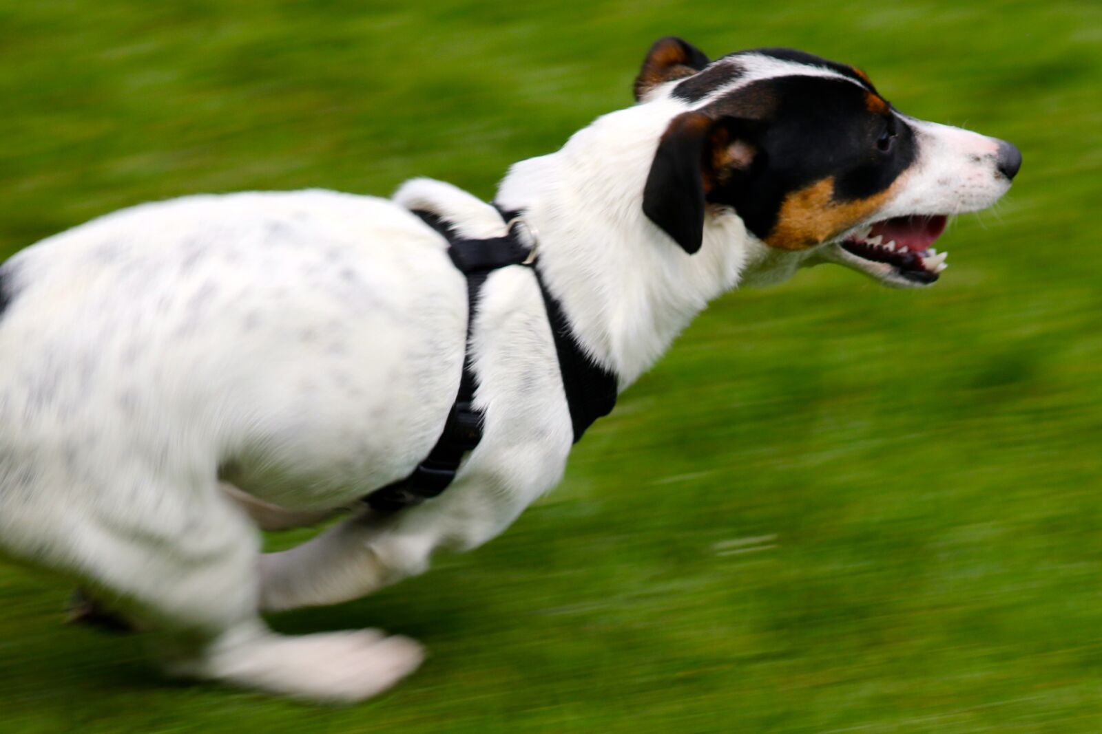 Canon EOS 7D Mark II + Canon EF 100-400mm F4.5-5.6L IS II USM sample photo. Jack russell terrier, dog photography