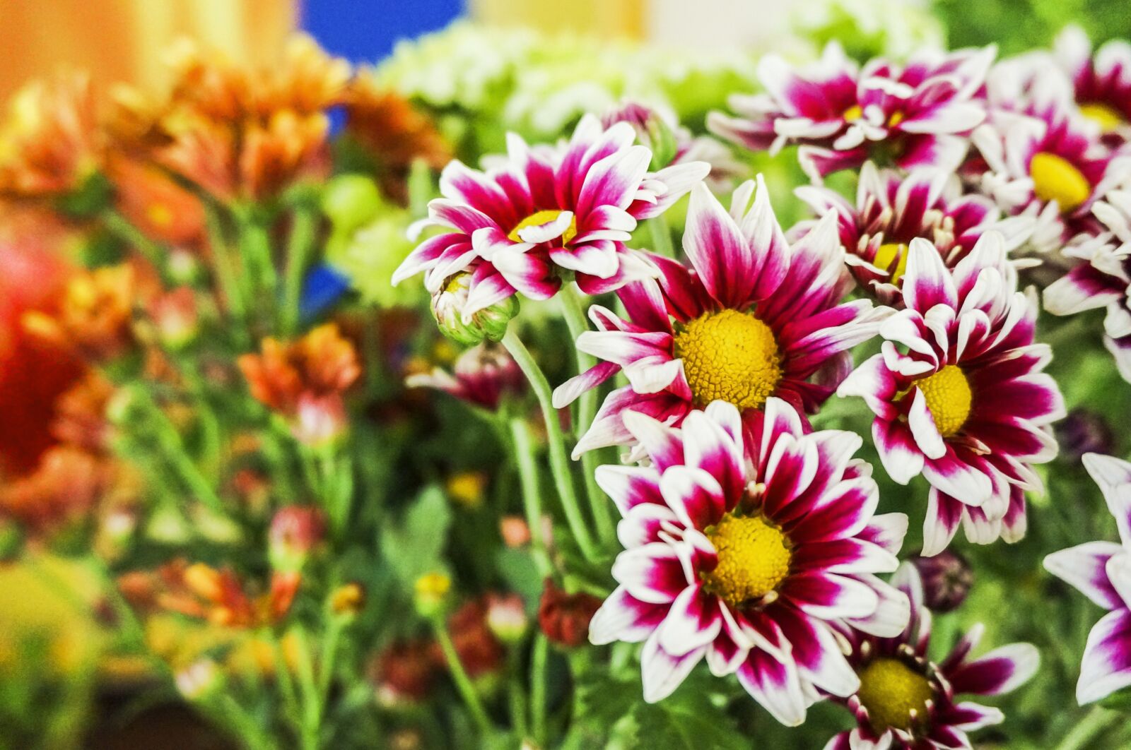 Sony Alpha NEX-5T sample photo. Daisy, flower, floral photography