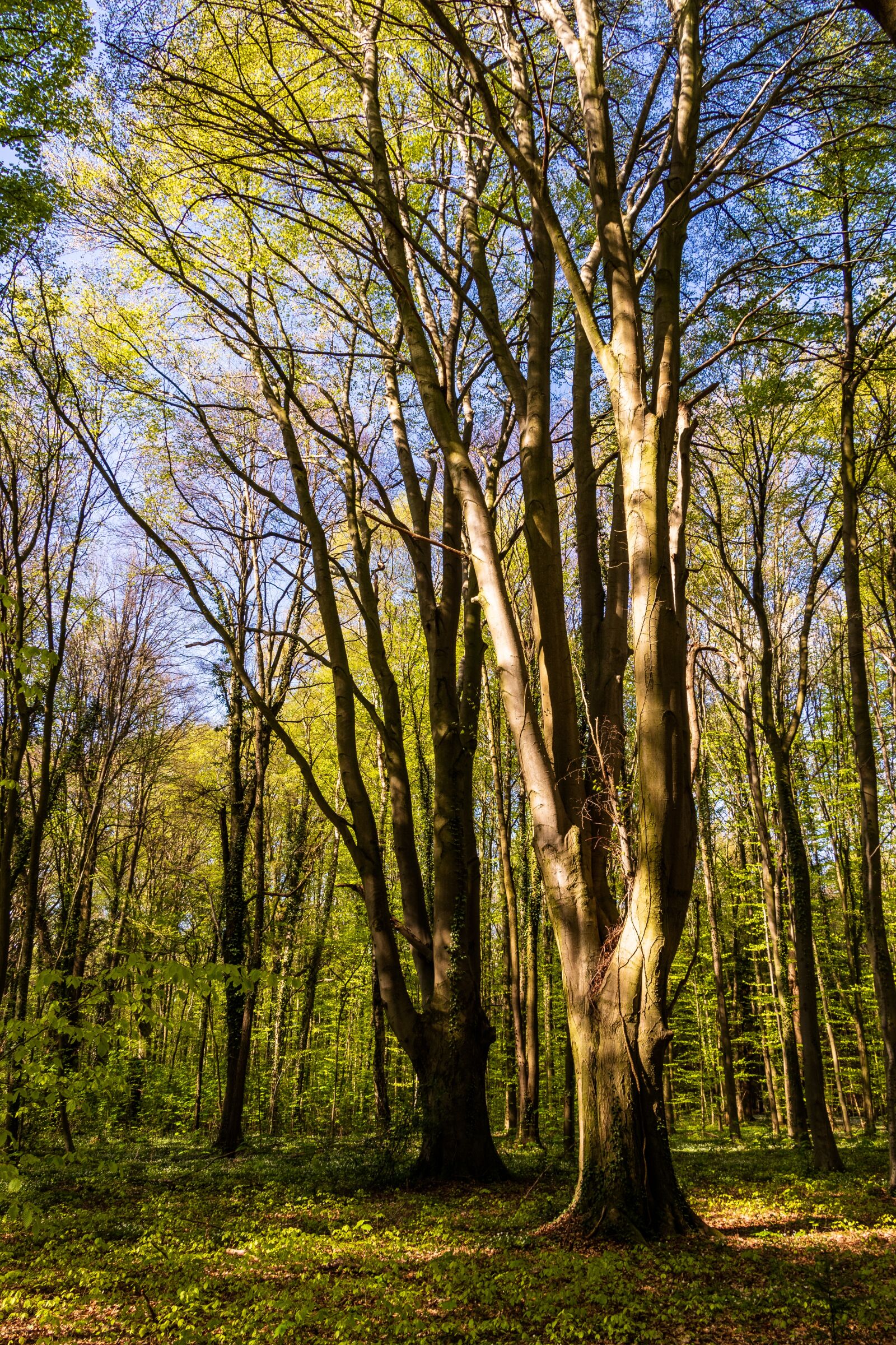 Canon EOS 80D sample photo. Tree, wood, nature photography