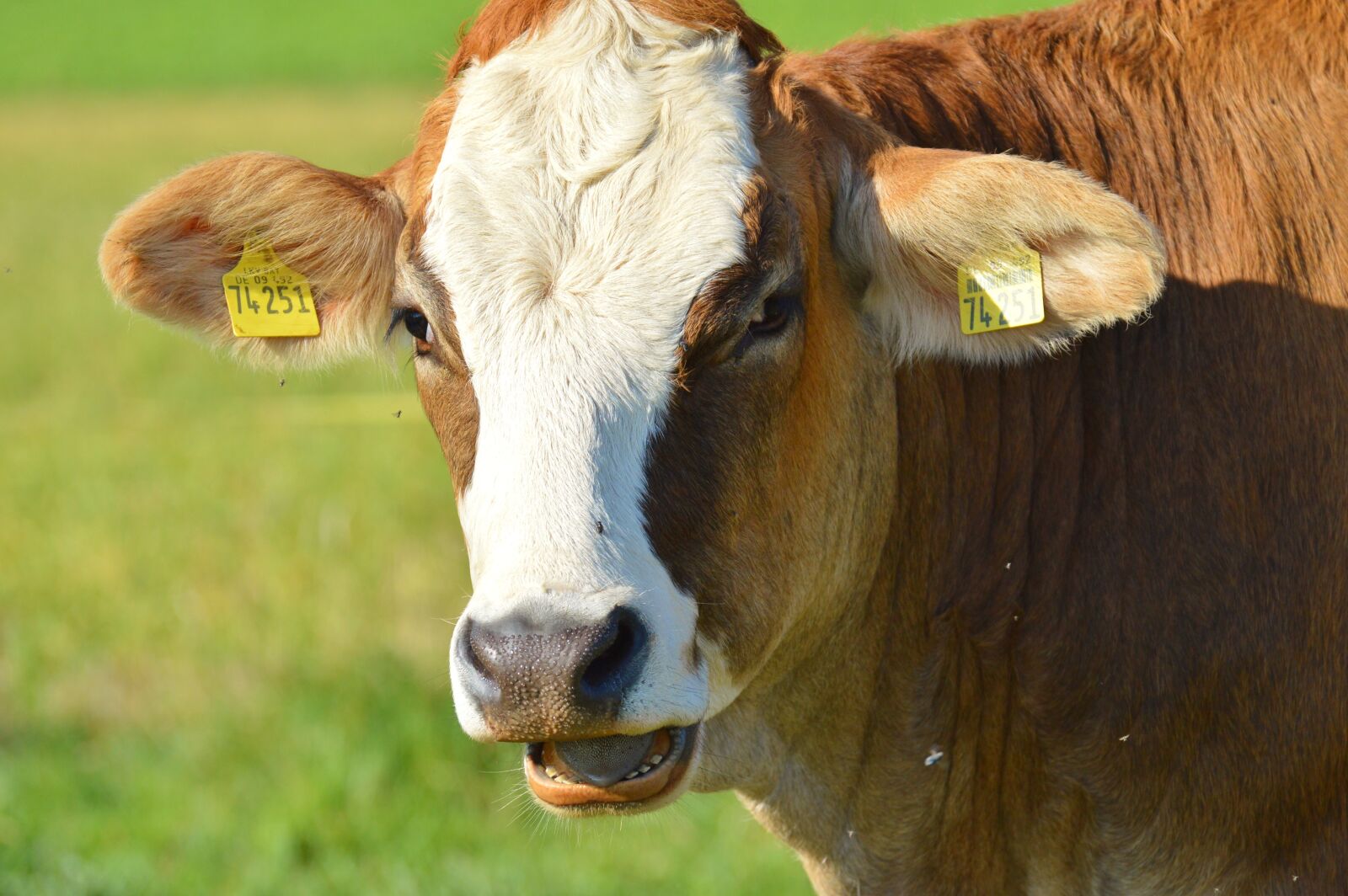Nikon D3200 sample photo. Cow, animal, beef photography