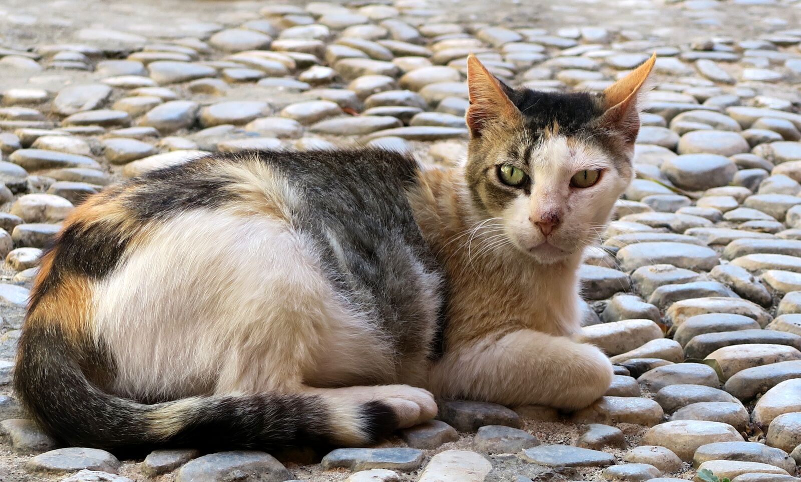 Canon PowerShot G7 X sample photo. Cat gutter, cat, look photography