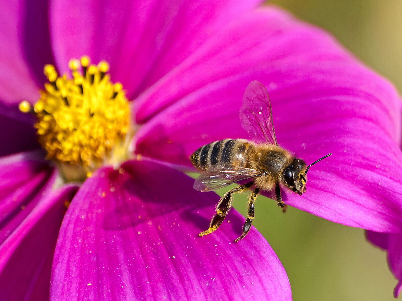 Olympus Zuiko Digital ED 70-300mm F4.0-5.6 sample photo. Bee, honey bee, nature photography