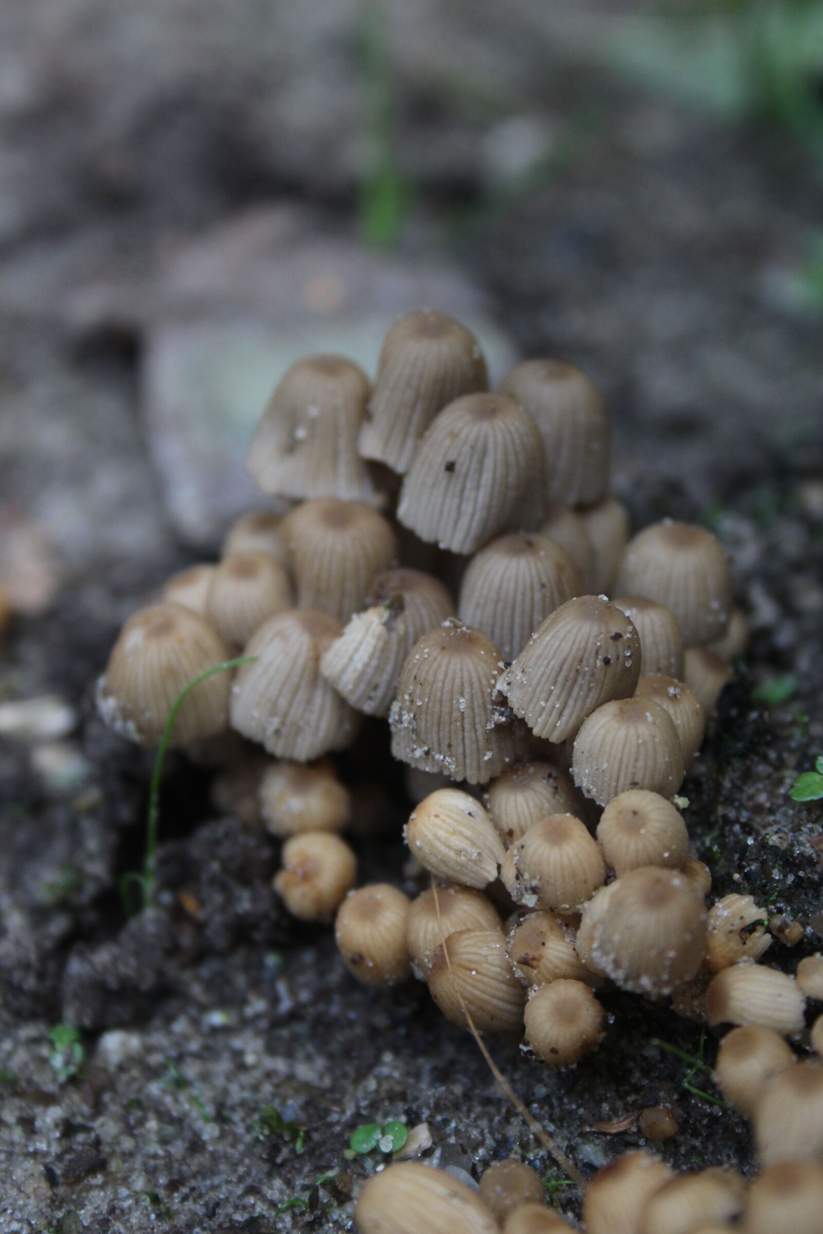 Canon EOS 700D (EOS Rebel T5i / EOS Kiss X7i) + Canon EF-S 18-55mm F3.5-5.6 II sample photo. Mushroom, little, forest photography