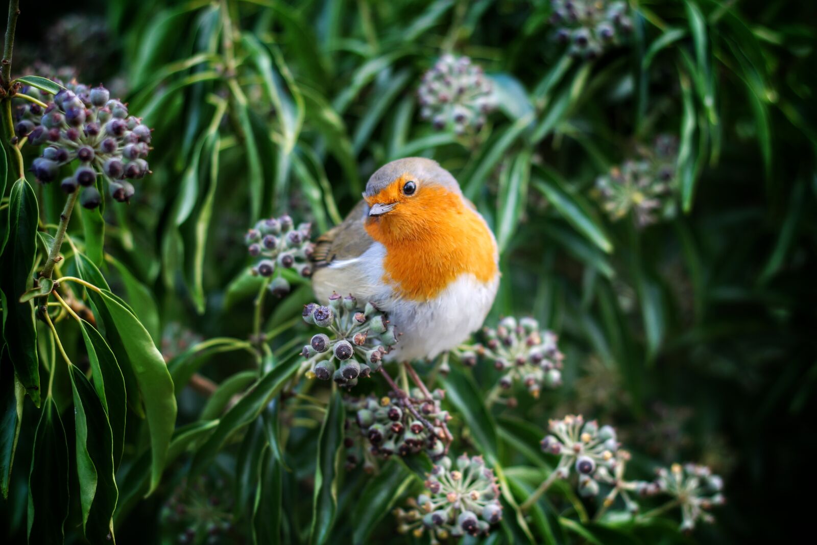 Canon EOS 1100D (EOS Rebel T3 / EOS Kiss X50) + Canon EF 50mm F1.8 II sample photo. Beak, bird, european robin photography