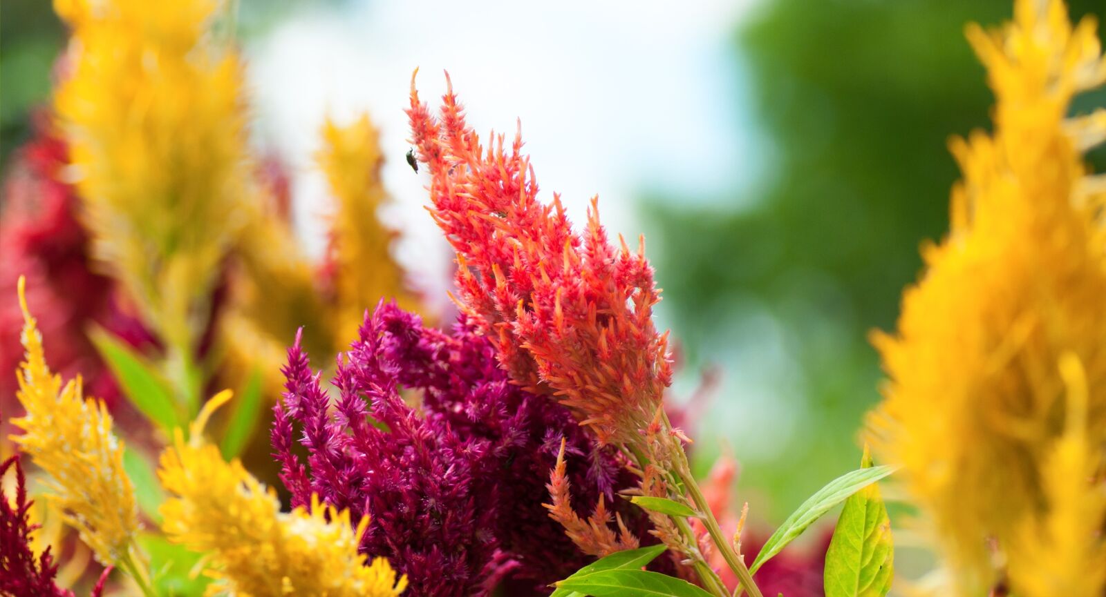 Nikon D90 sample photo. Flower, colors, noon photography