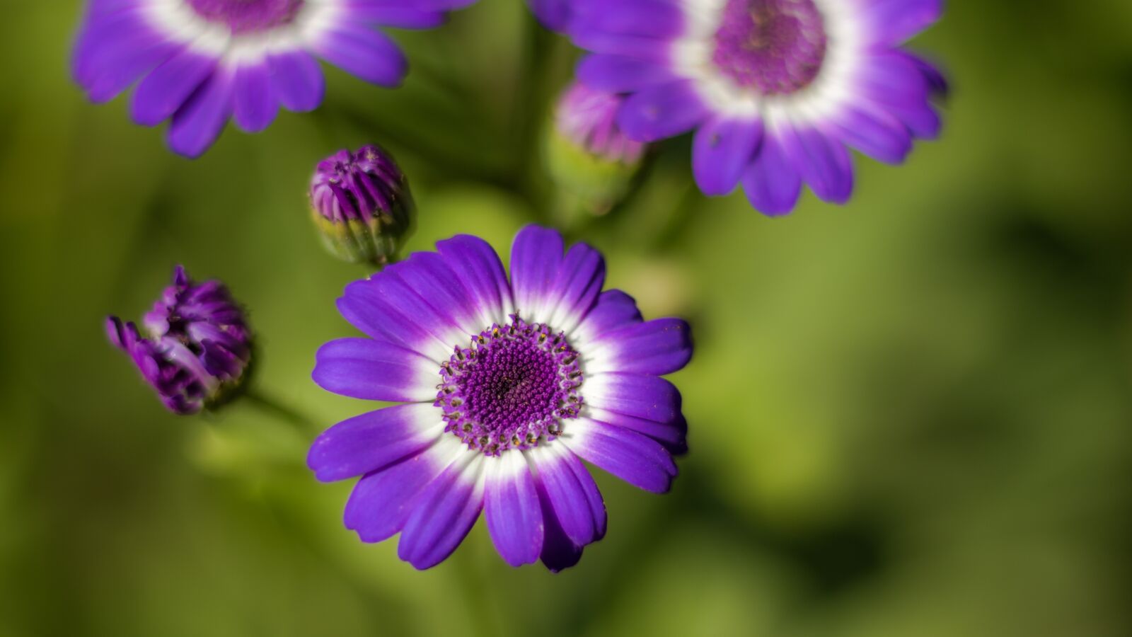 Canon EOS 7D Mark II sample photo. Flora, flower, purple photography