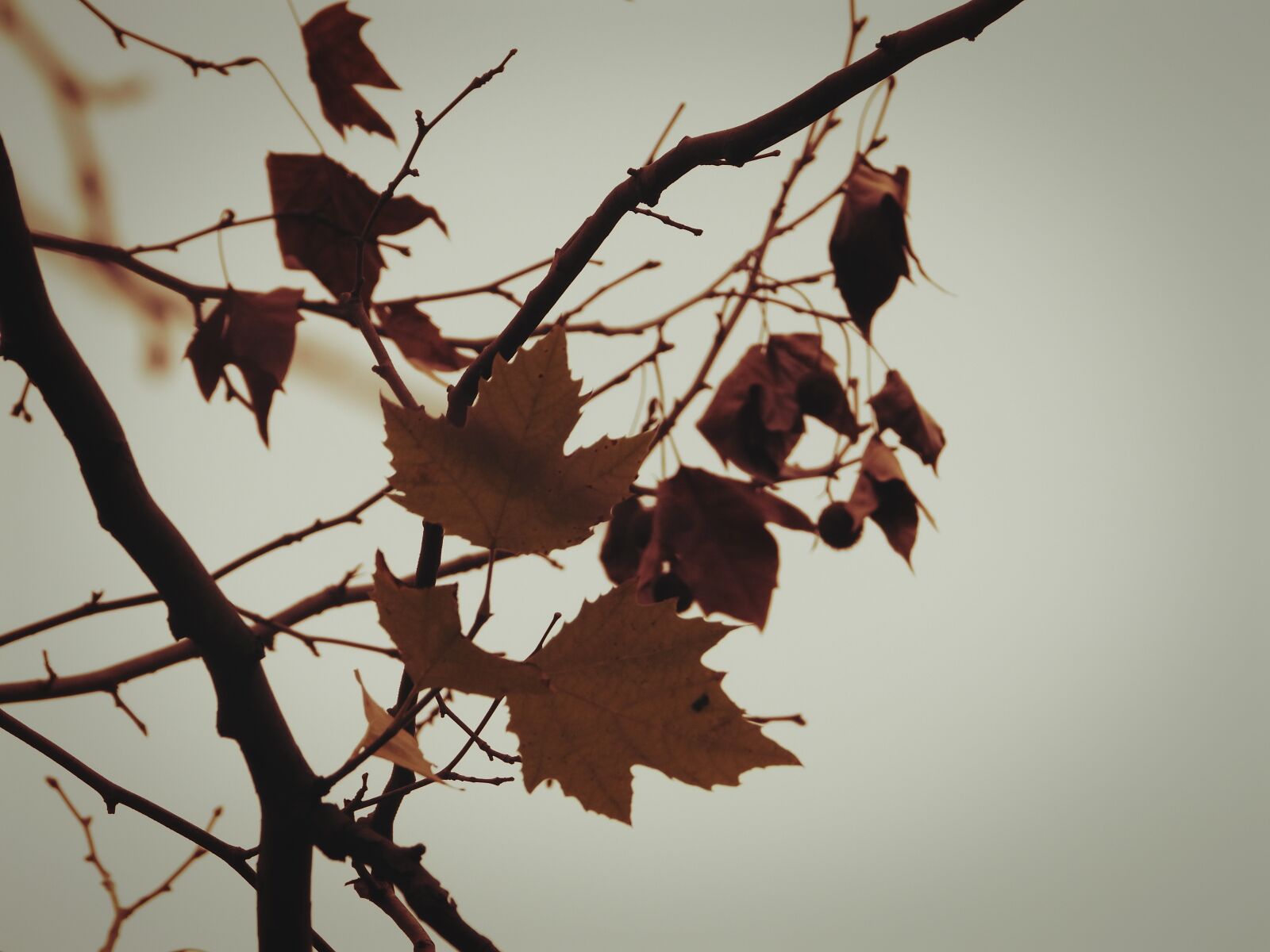 Nikon Coolpix P1000 sample photo. Leaf, autumn, fall photography