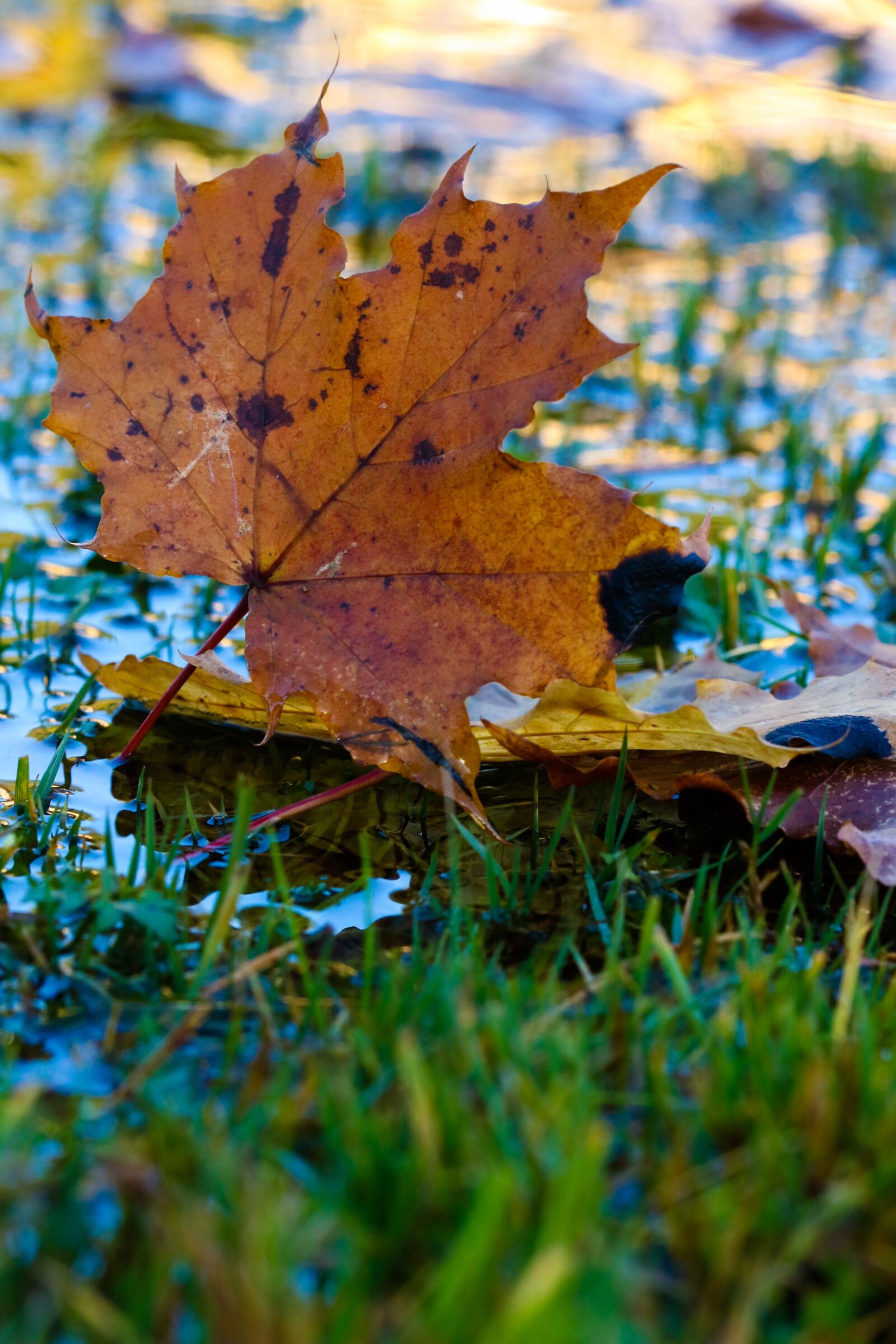 Canon EOS 7D Mark II sample photo. Leaf, autumn, puddle photography