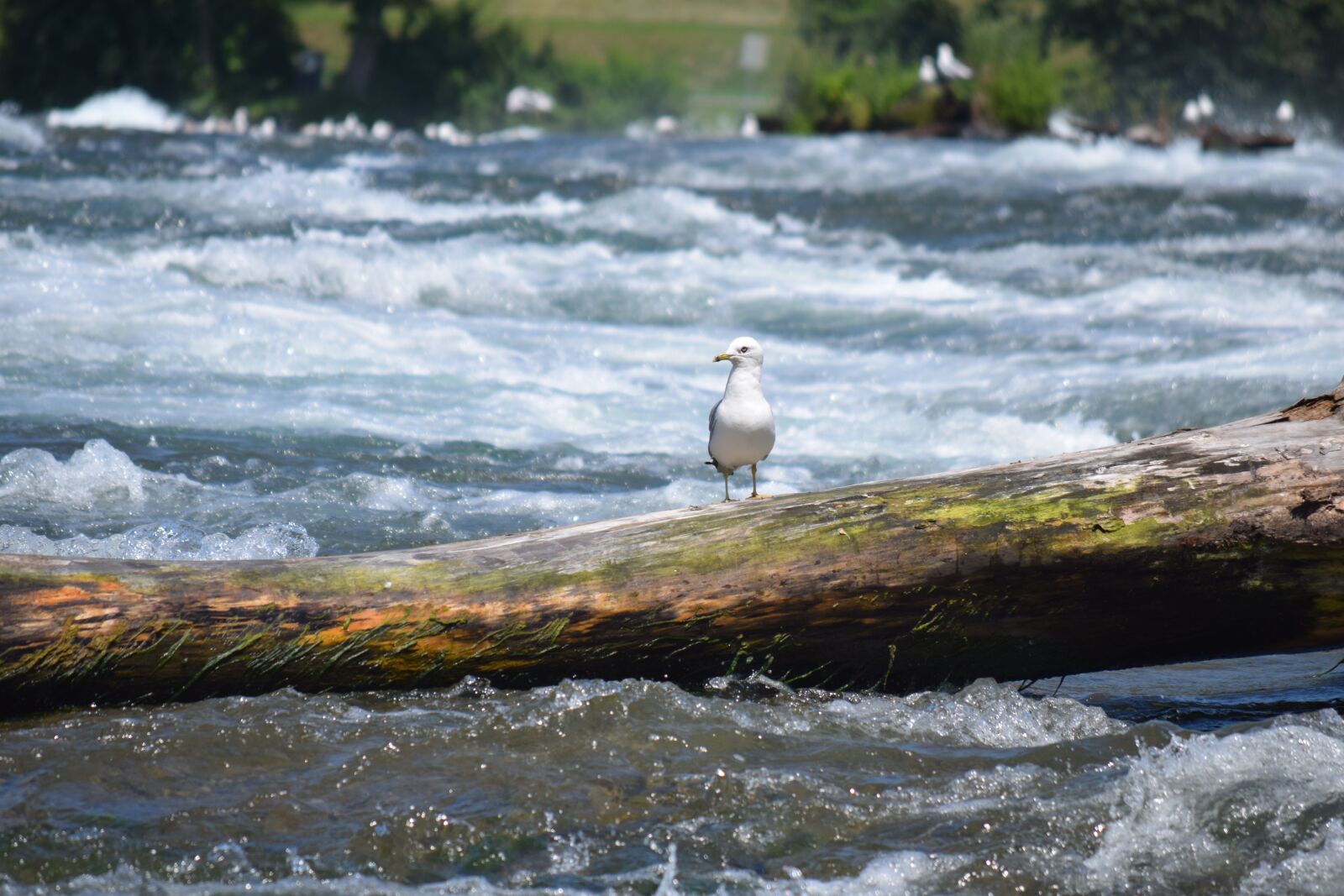 Nikon D3300 sample photo. River, bird, log photography