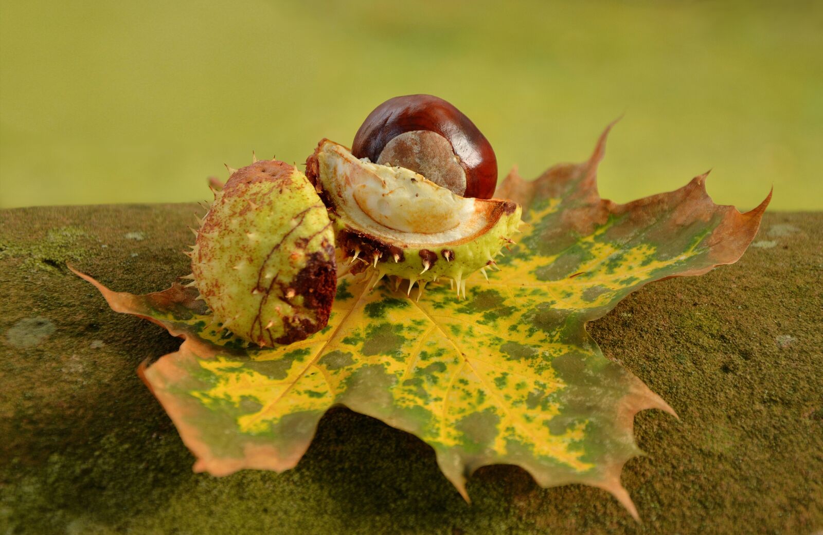 Nikon D5200 sample photo. Chestnut, autumn, golden october photography