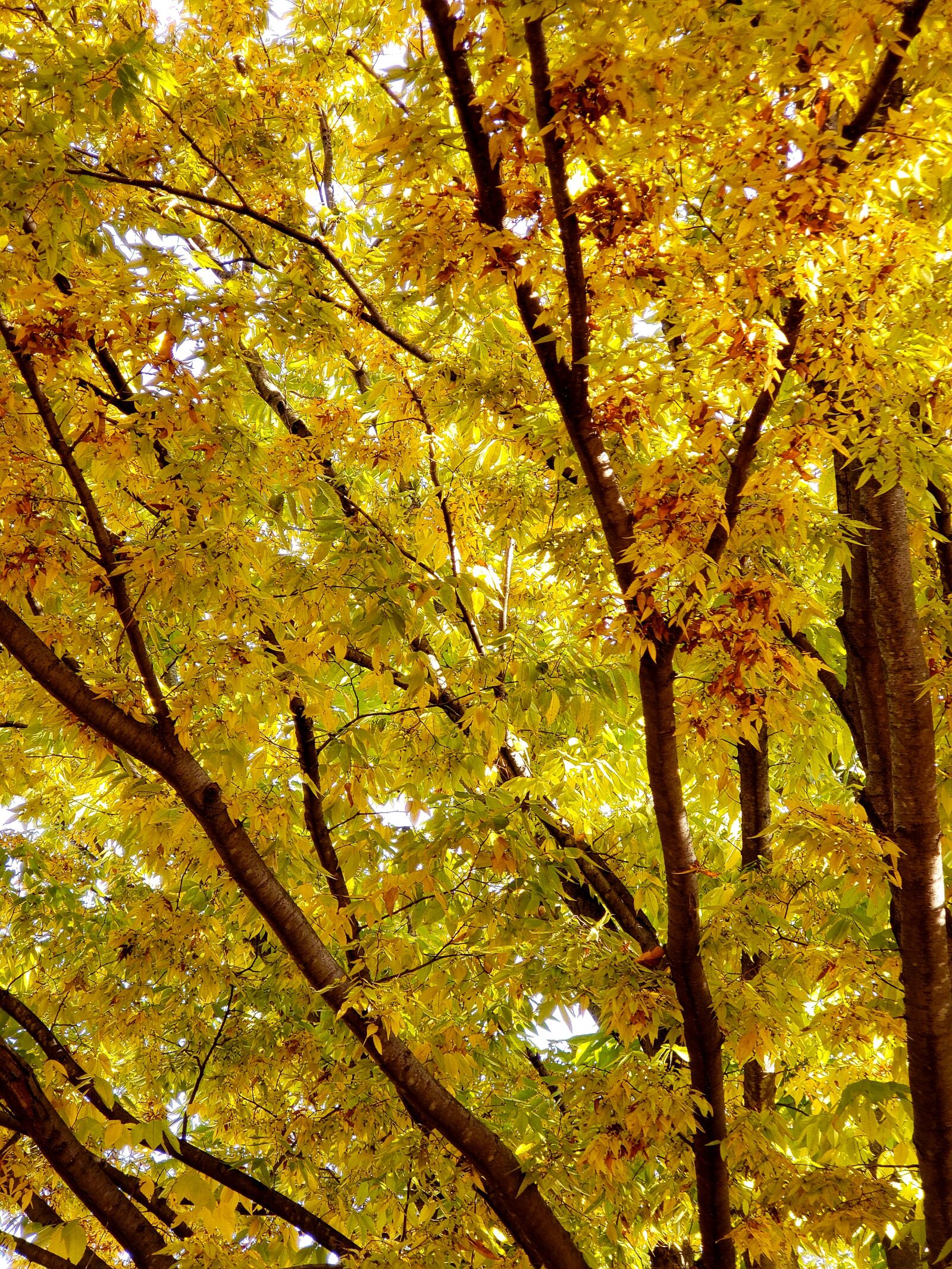 Samsung Galaxy S9+ sample photo. Autumn, yellow, foliage photography