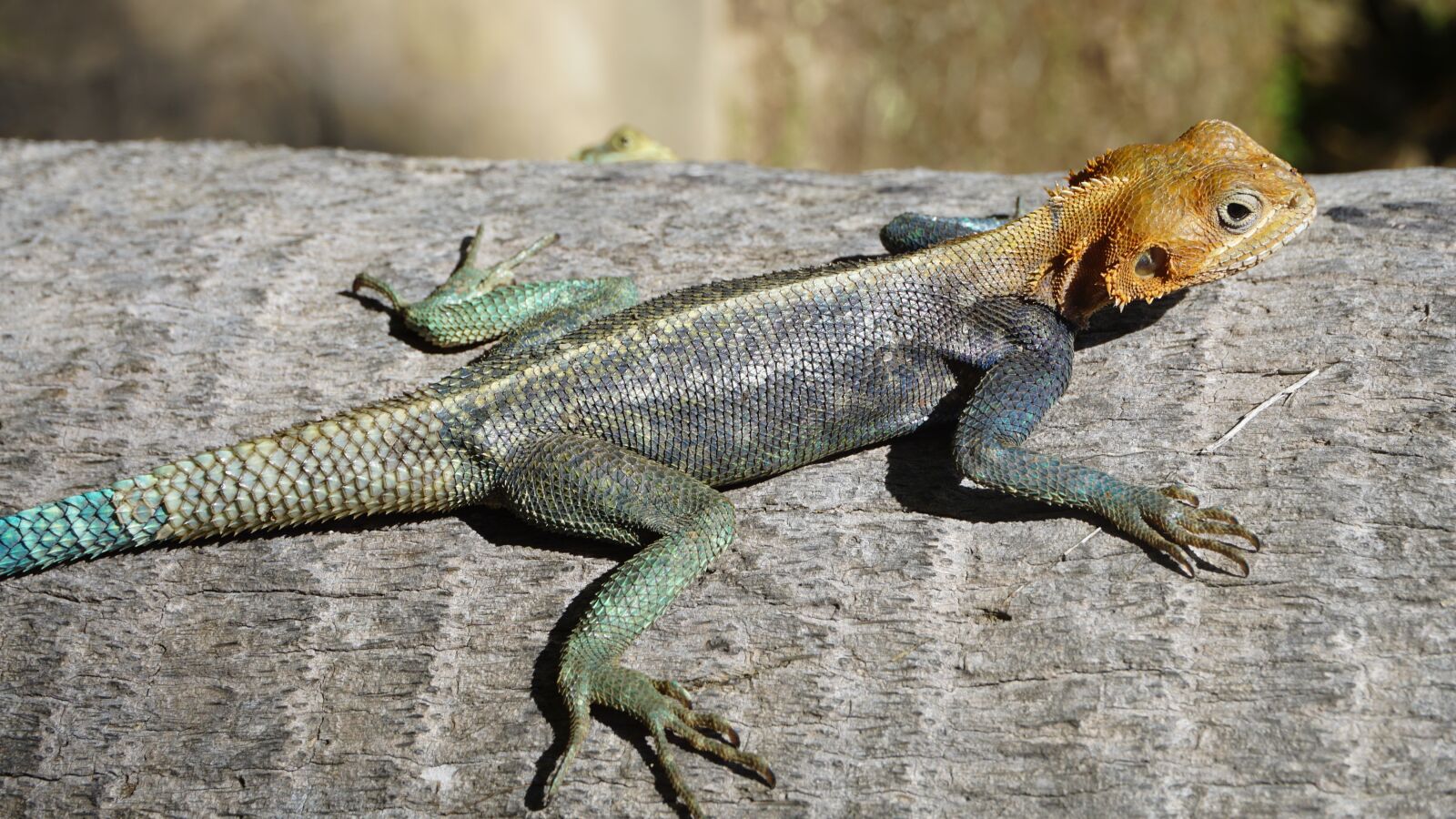 Sony a5100 sample photo. Animal, lizard, animals bask photography