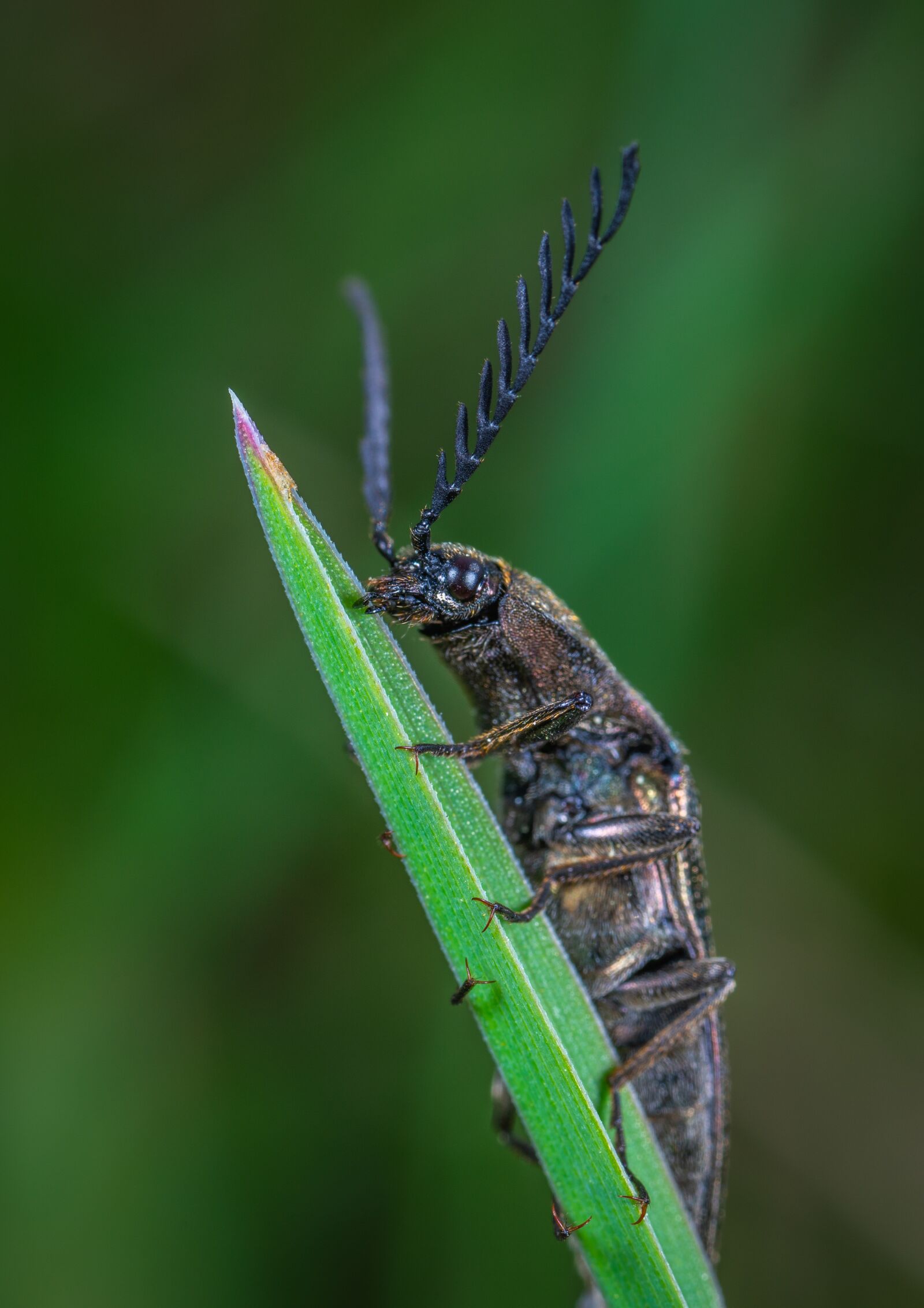 #124 65/2.8 sample photo. Beetle, macro, insect photography