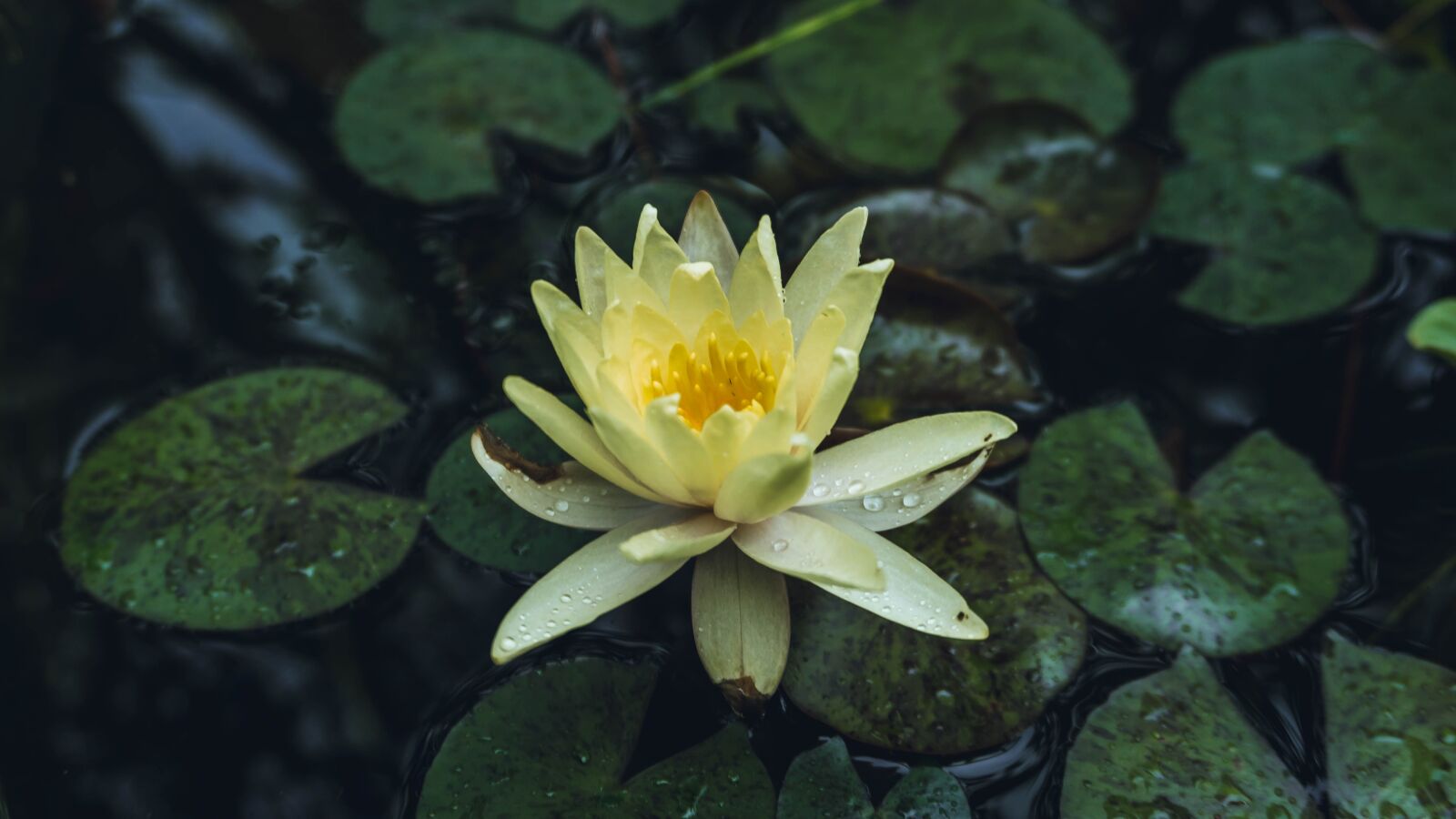 Sony a6000 sample photo. Flower, lotus, water photography
