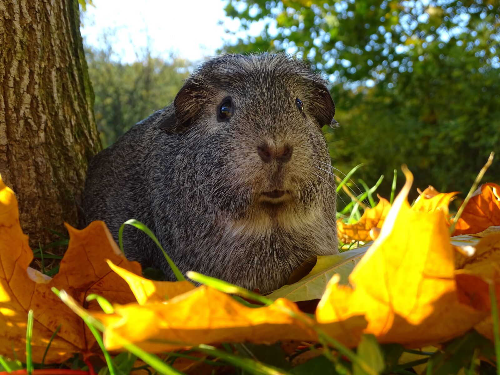 Sony Cyber-shot DSC-HX400V sample photo. Guinea-pig, autumn, guinea pigs photography